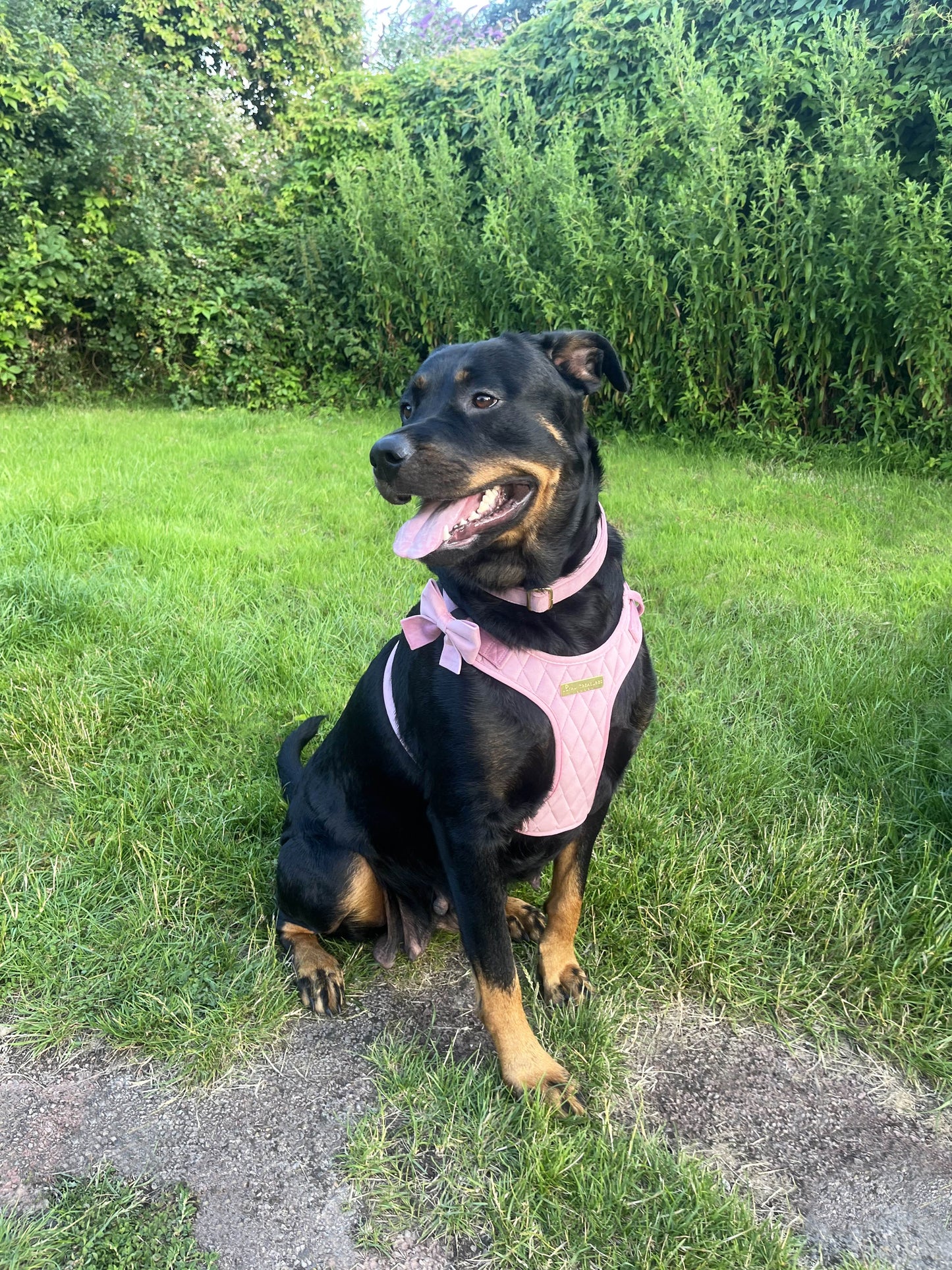 Loyal Treasures Clearance Sale - Harness / Lead / Collars