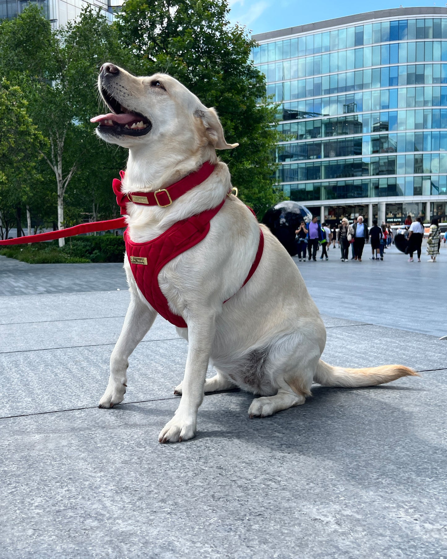 Loyal Treasures Clearance Sale - Harness / Lead / Collars