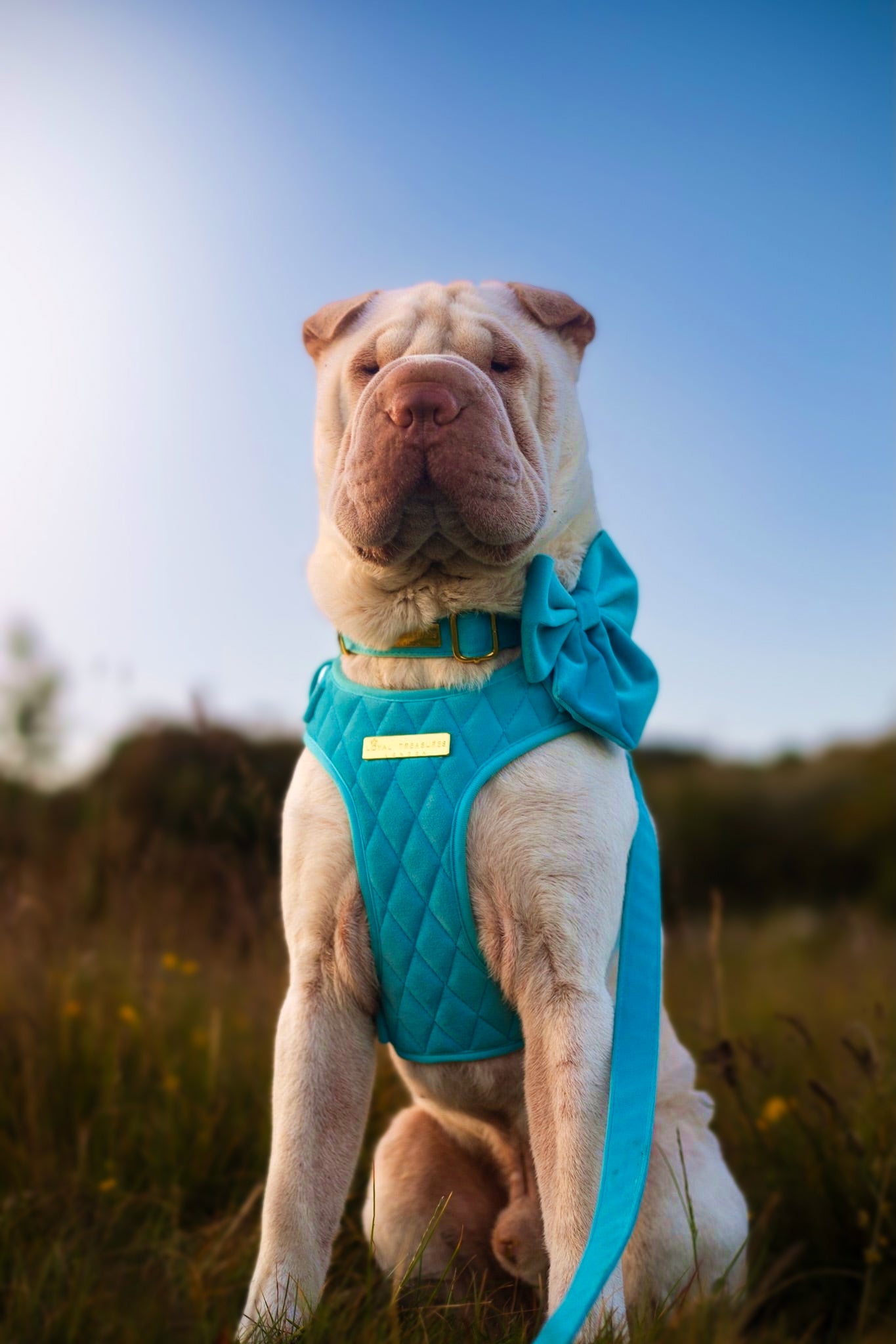 Crystal Blue Velvet - Build Your Own Harness Bundle