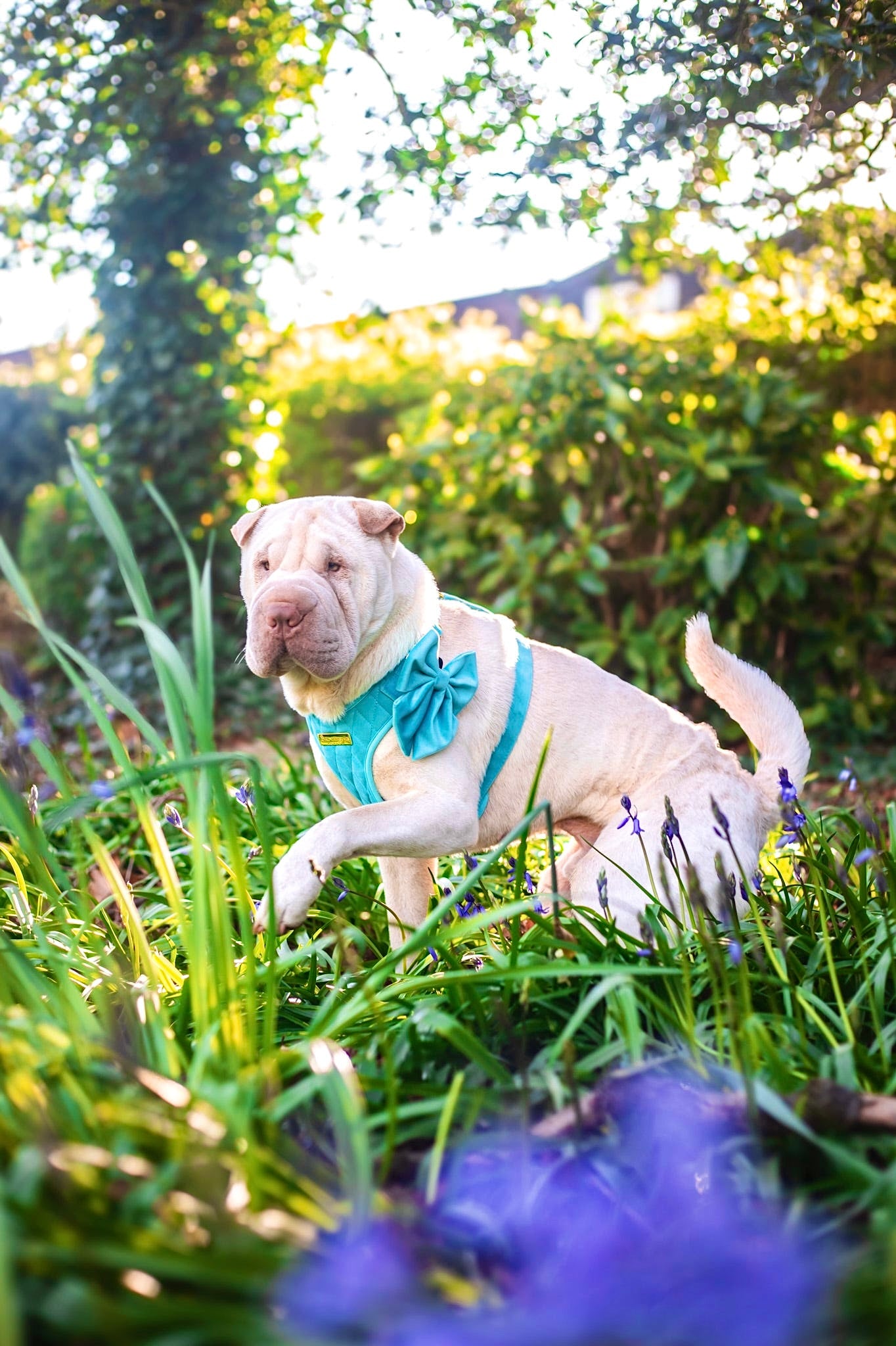 Crystal Blue Velvet - Build Your Own Harness Bundle