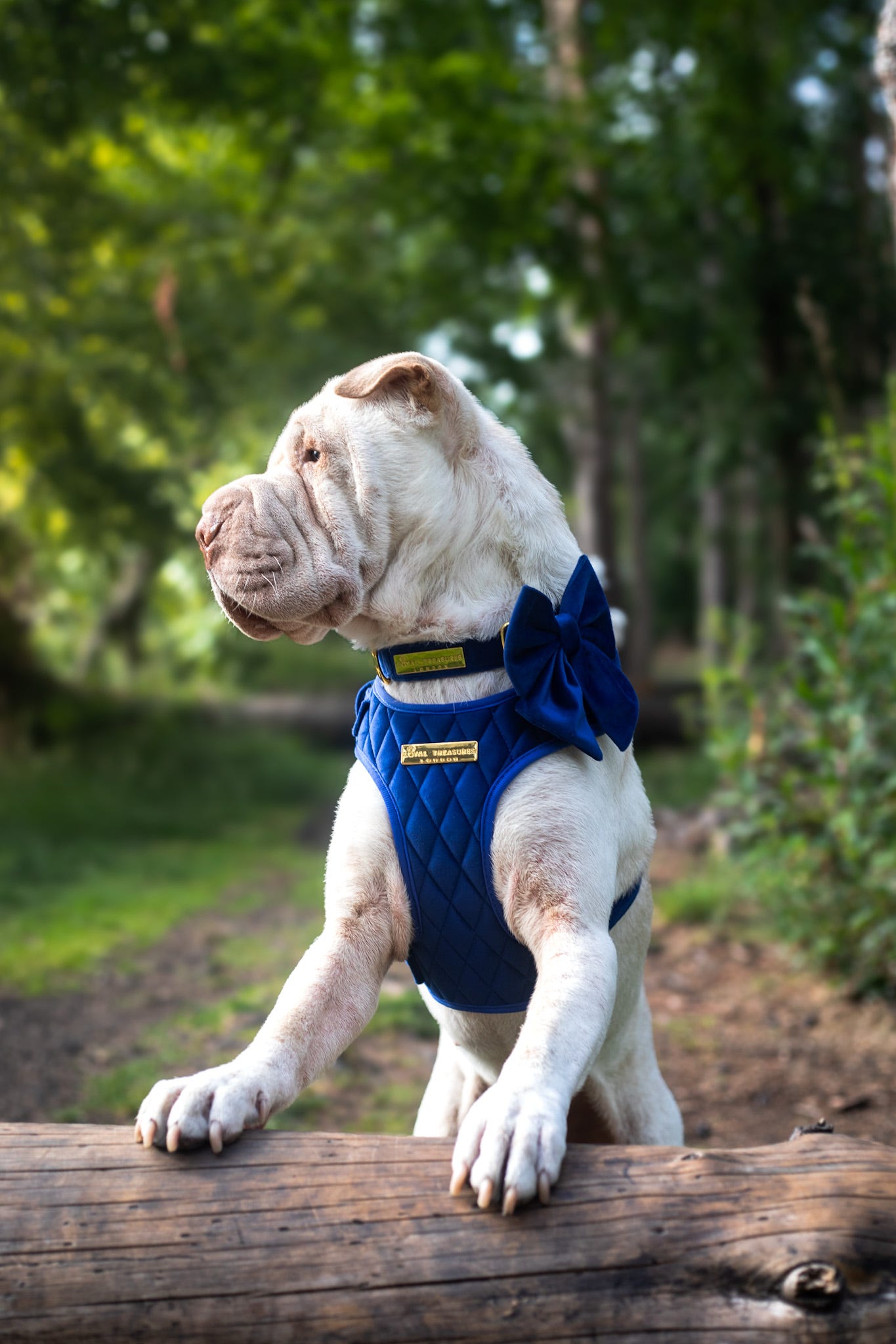Blue Moon Velvet - Build Your Own Harness Bundle