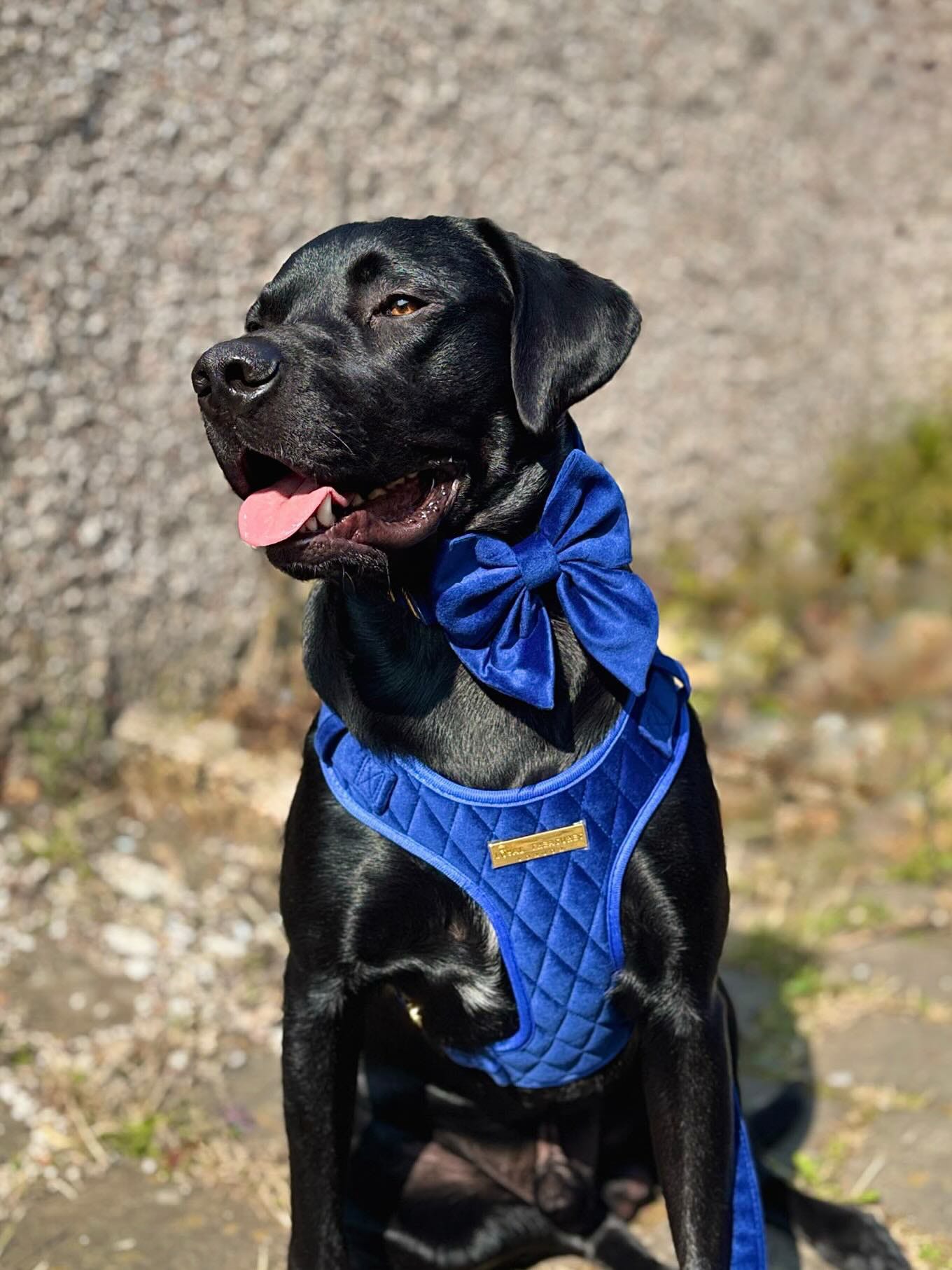 Blue Moon Velvet - Build Your Own Harness Bundle