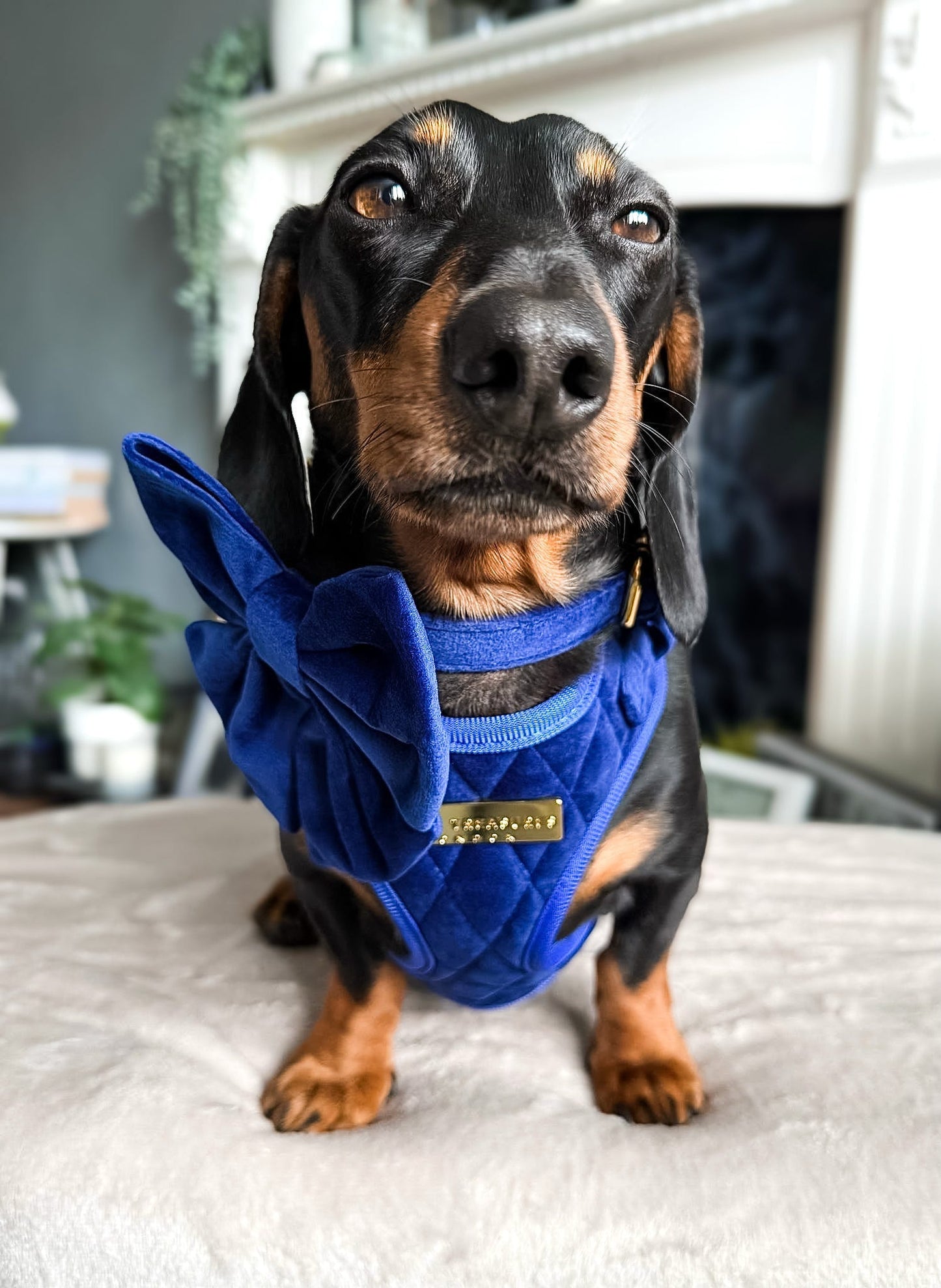 Blue Moon Velvet - Build Your Own Harness Bundle