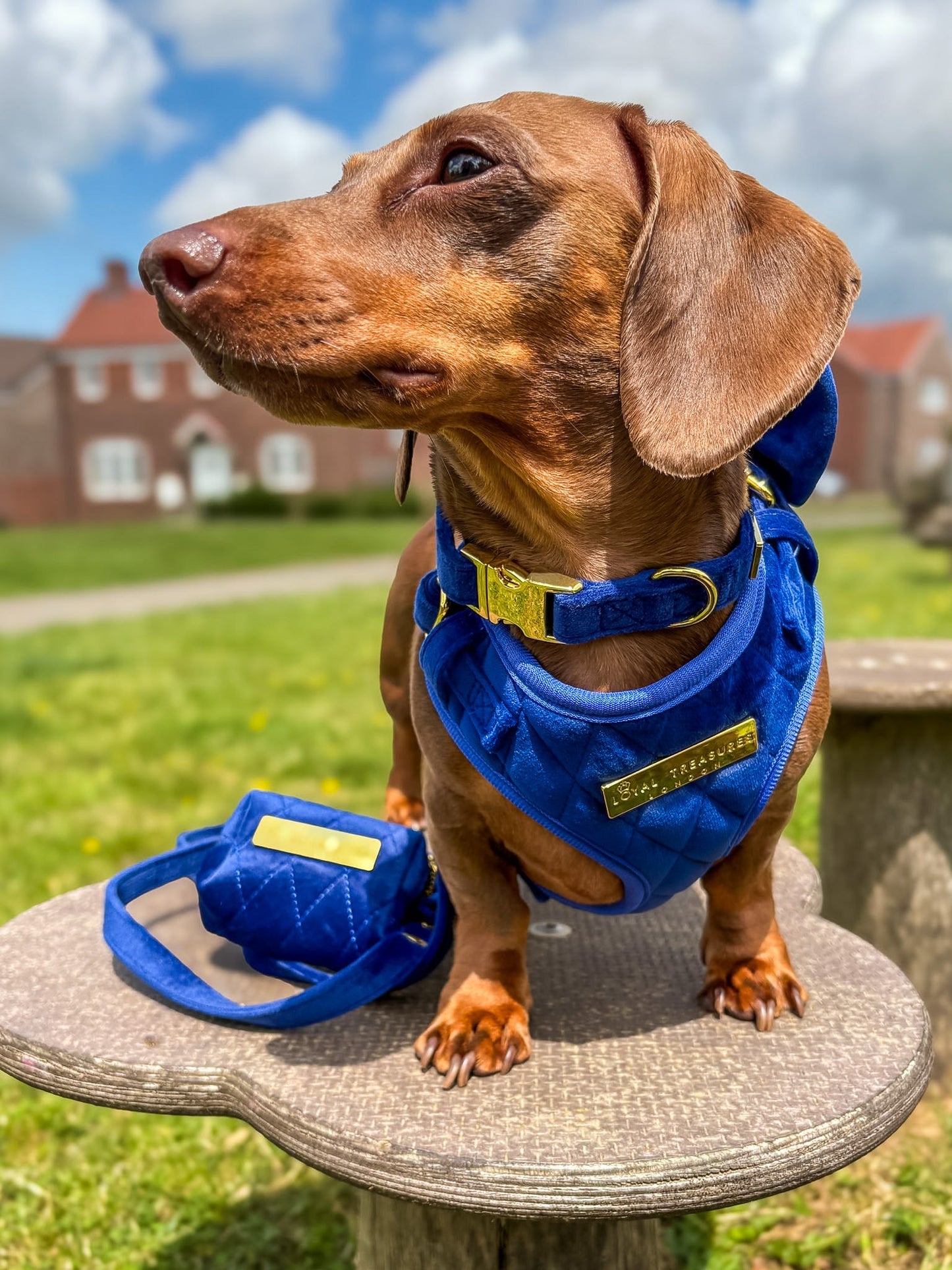 Blue Moon Velvet - Build Your Own Harness Bundle