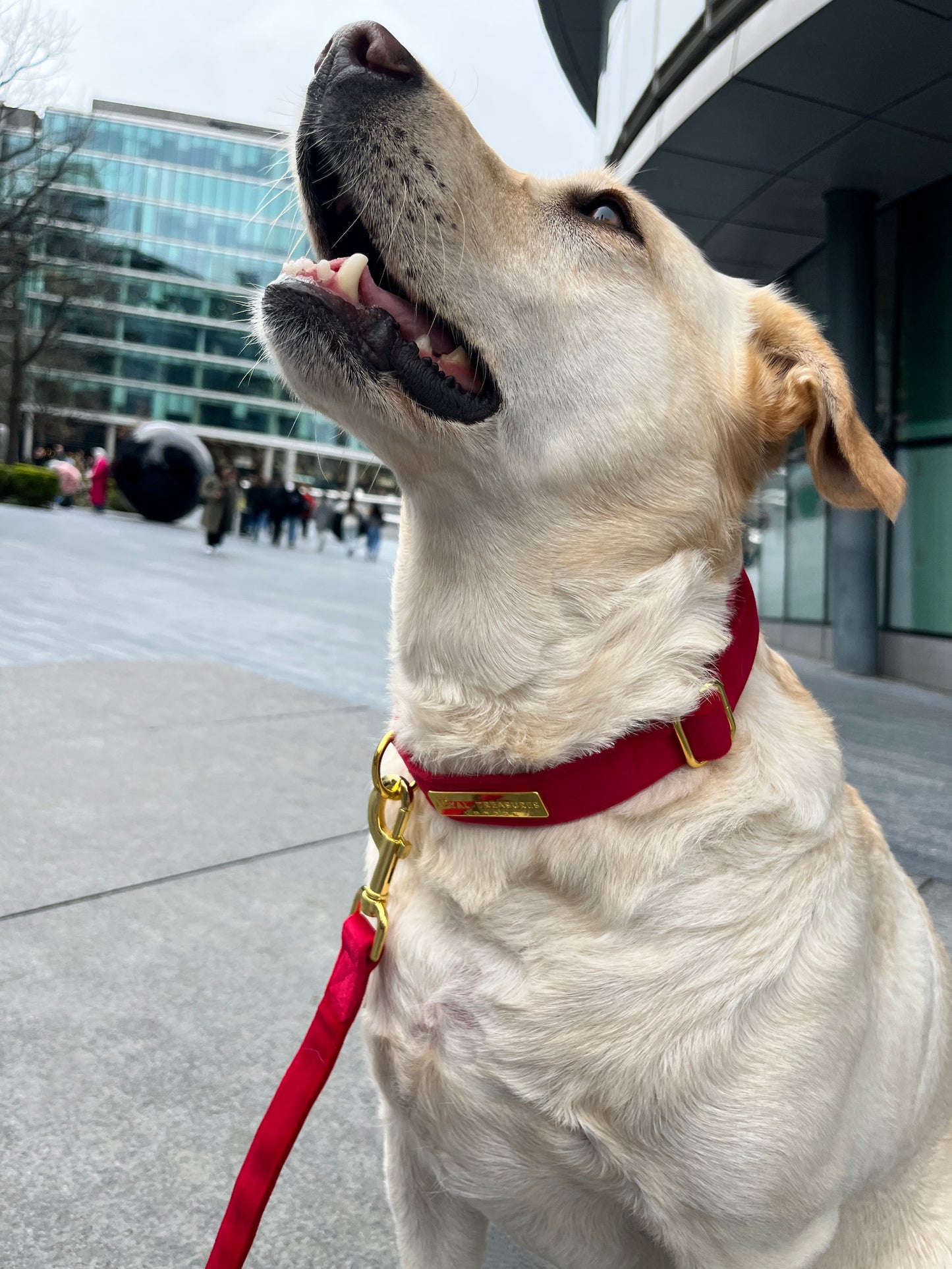 Mystery Collar & Lead Duo