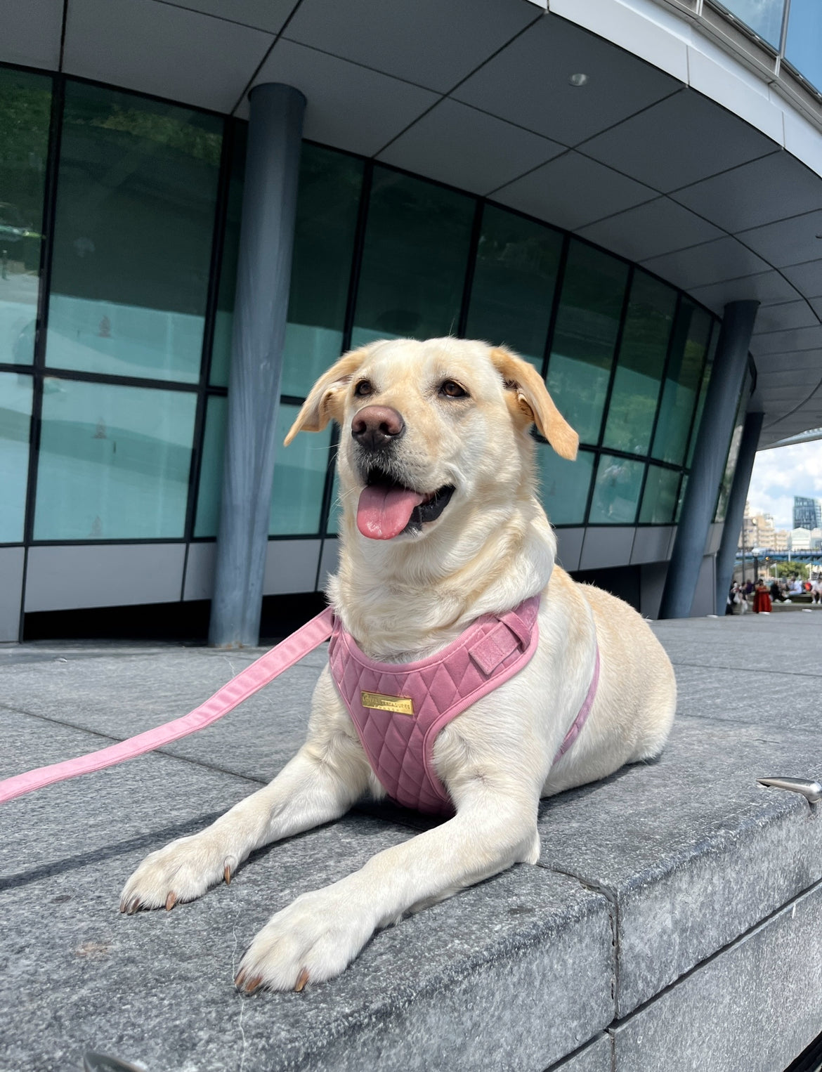 Mystery Harness & Lead Duo