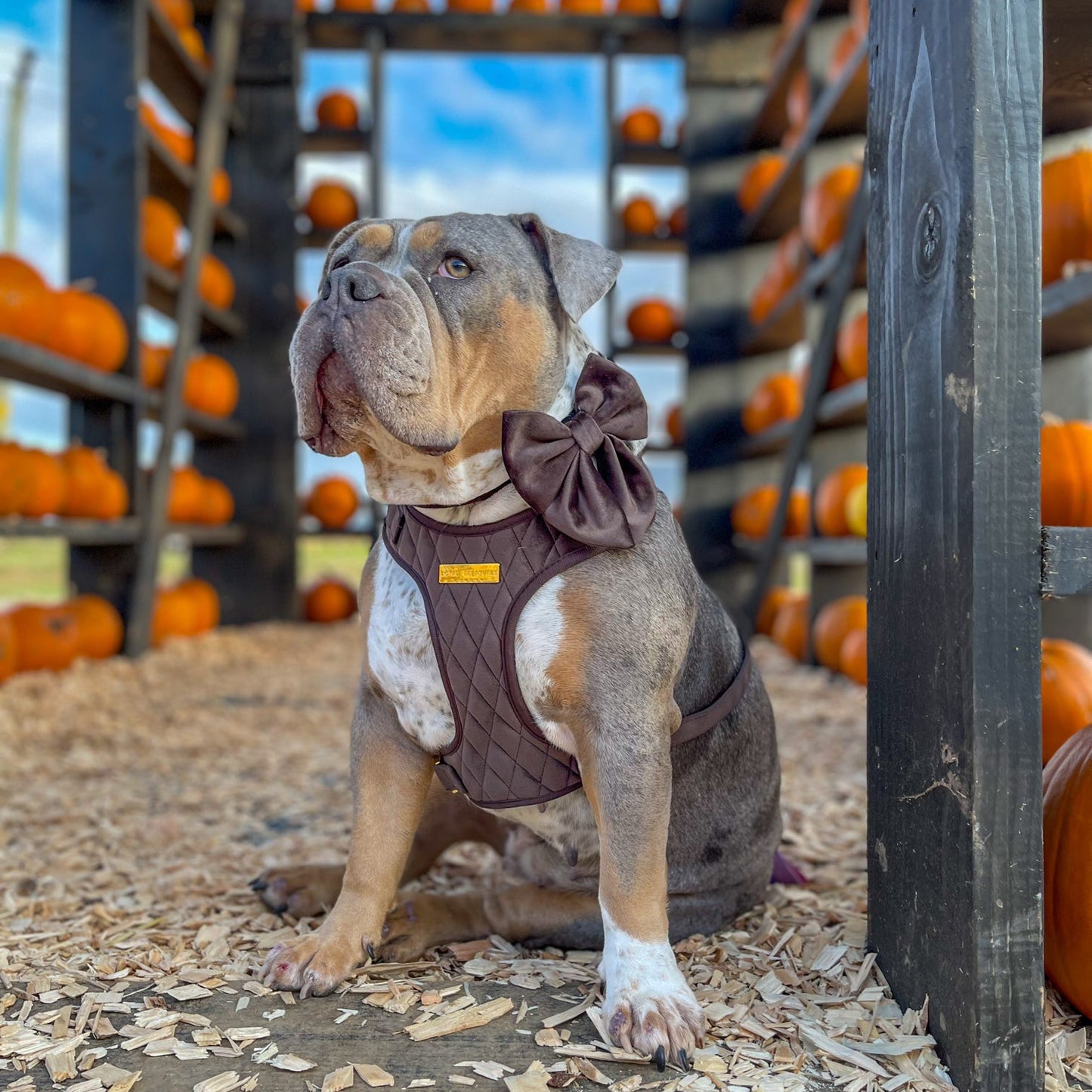 Chocolat Velouté | Espresso Brown Velvet - Build Your Own Dog Harness Bundle