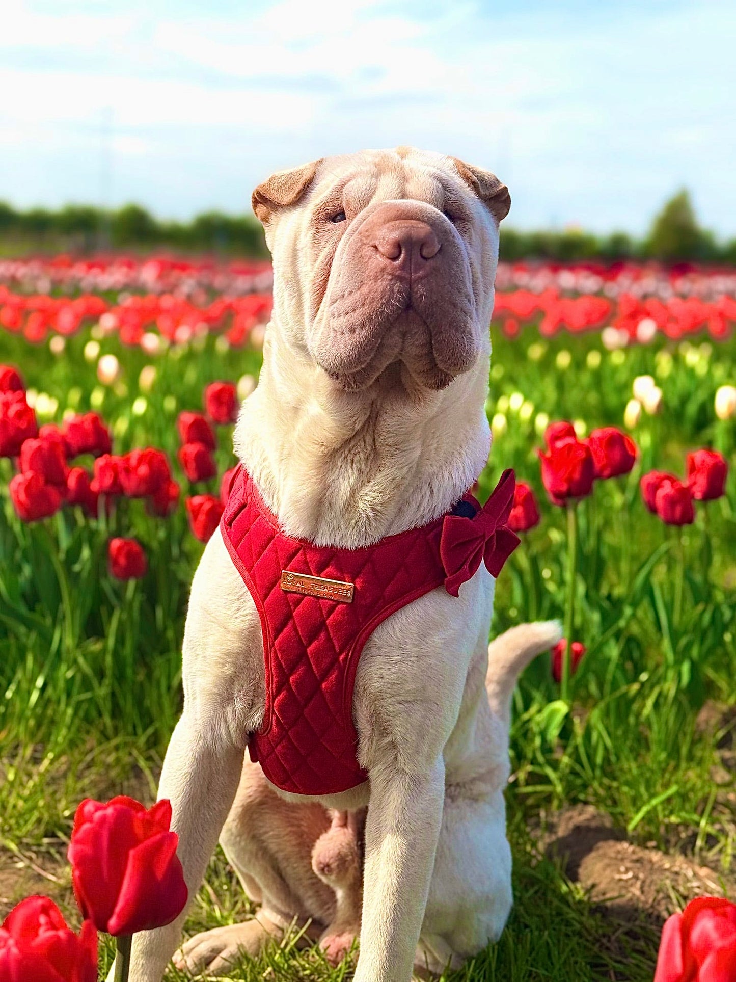 Royal Red Velvet - Build Your Own Harness Bundle