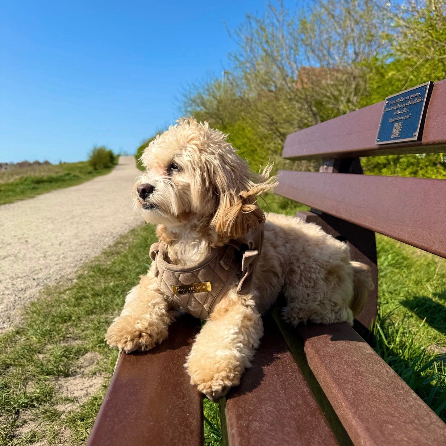 Cafe au Lait Chic Velvet - Build Your Own Harness Bundle