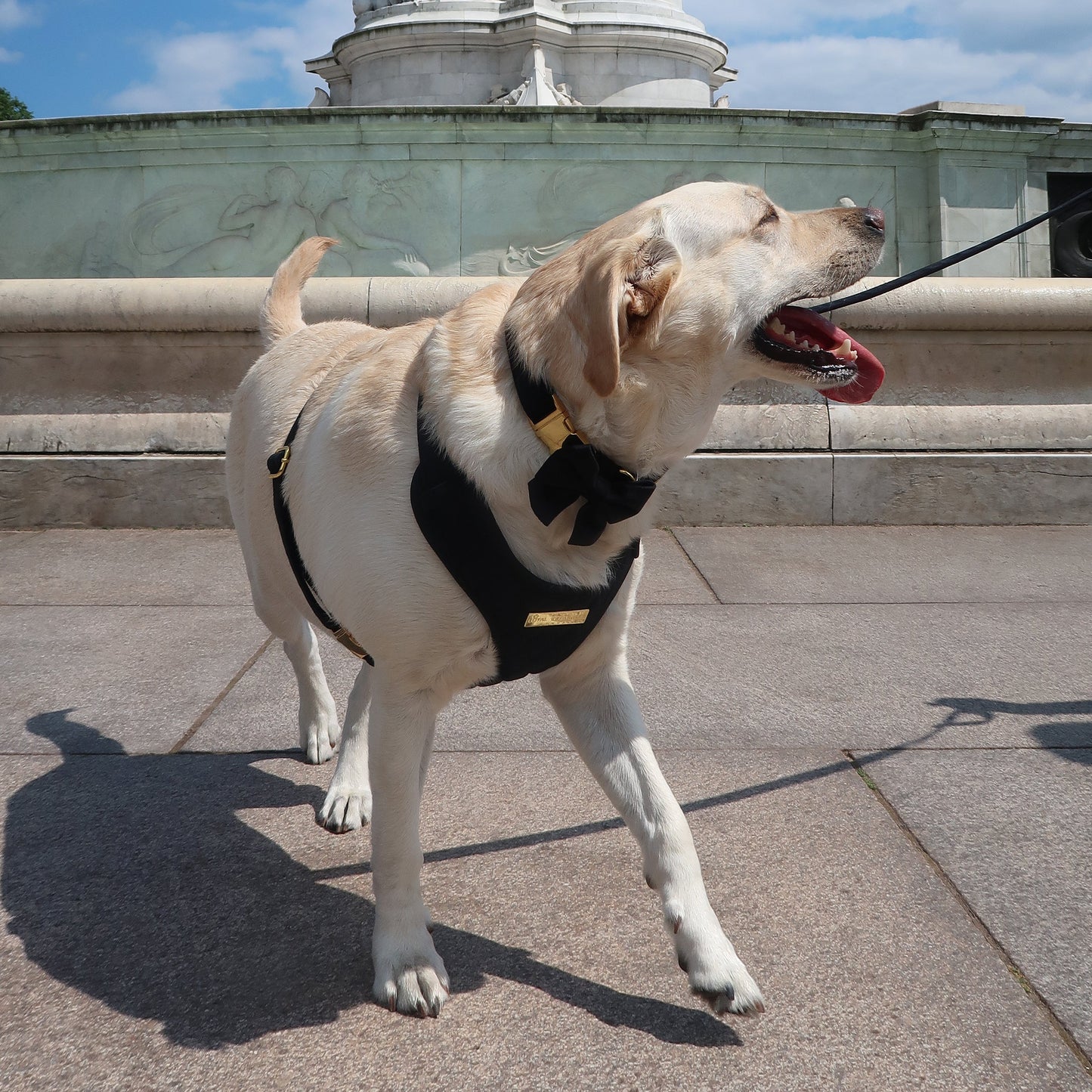 Boujee Black Velvet Harness - Build Your Own Harness Bundle