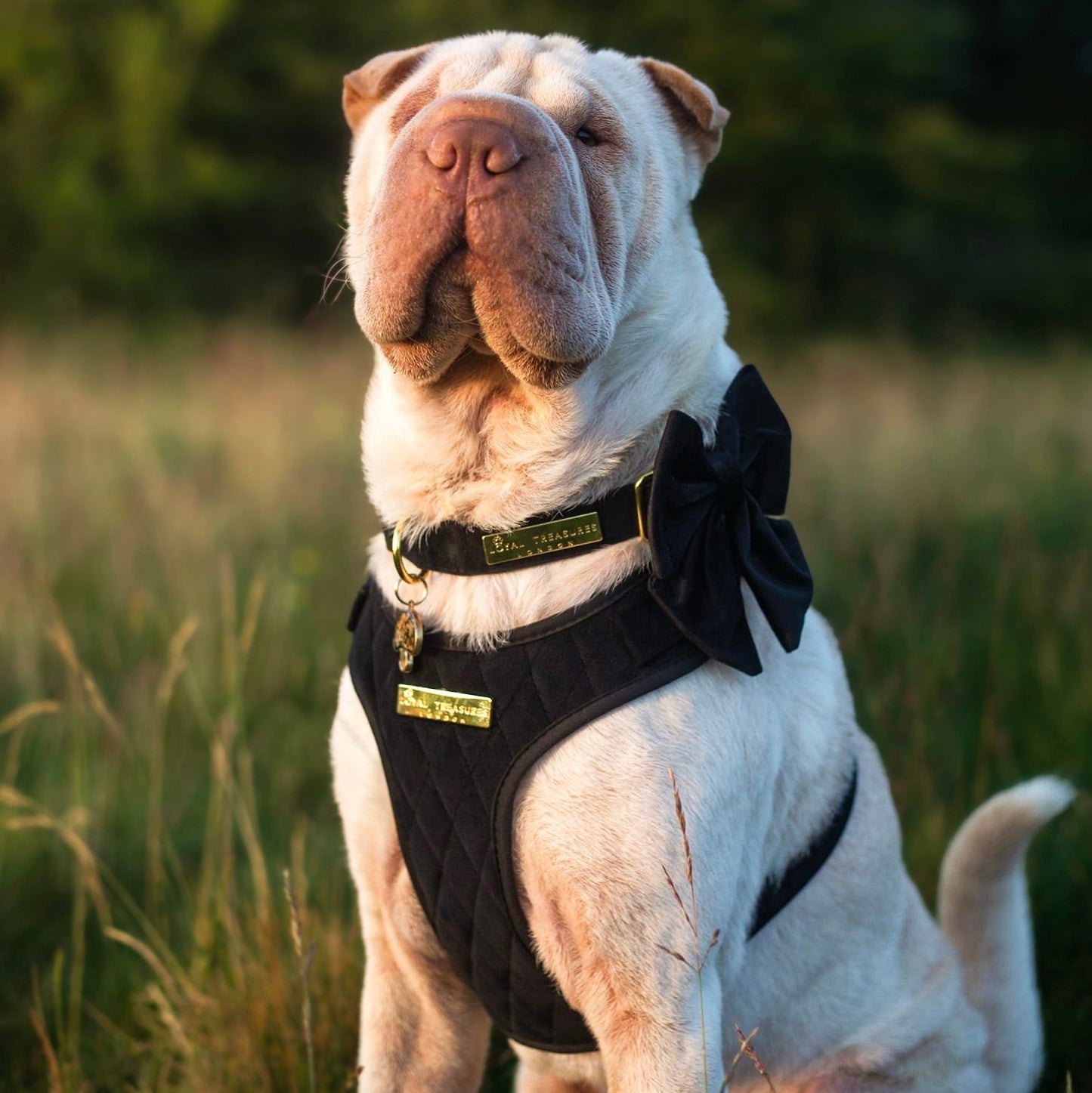 Boujee Black | Midnight Black Velvet - Build Your Own Dog Harness Bundle