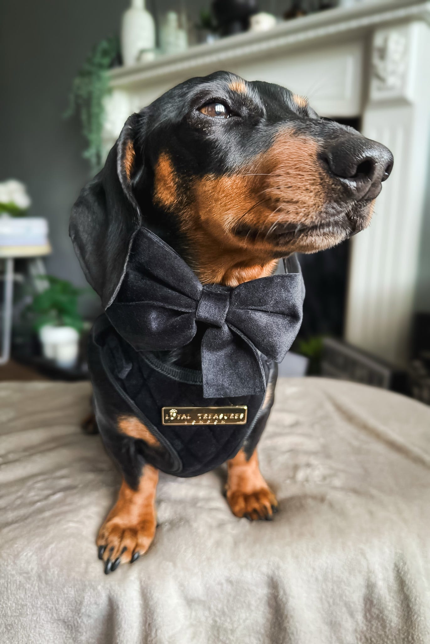 Boujee Black Velvet Harness - Build Your Own Harness Bundle