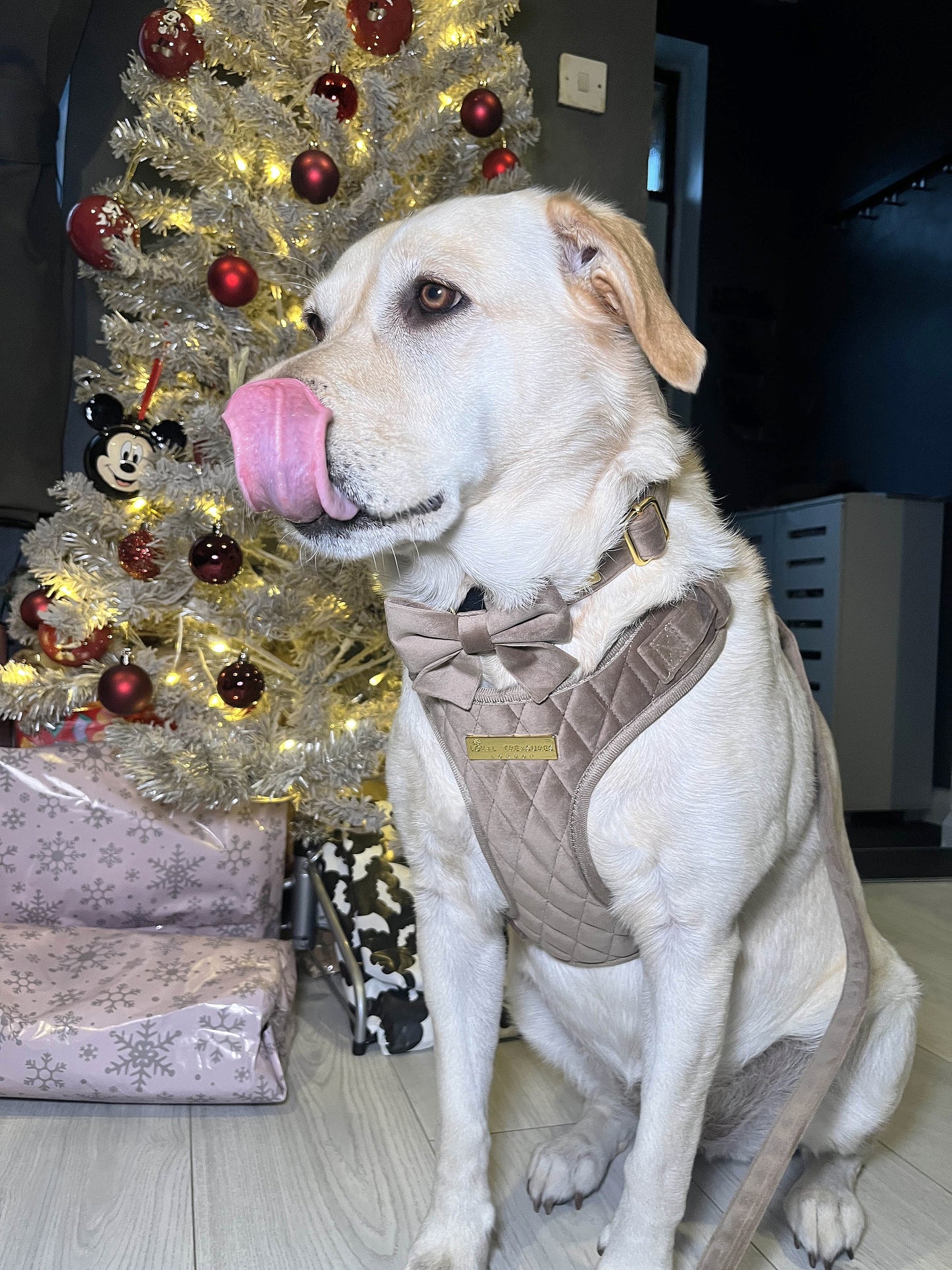 Loyal Treasures Clearance Sale - Harness / Lead / Collars