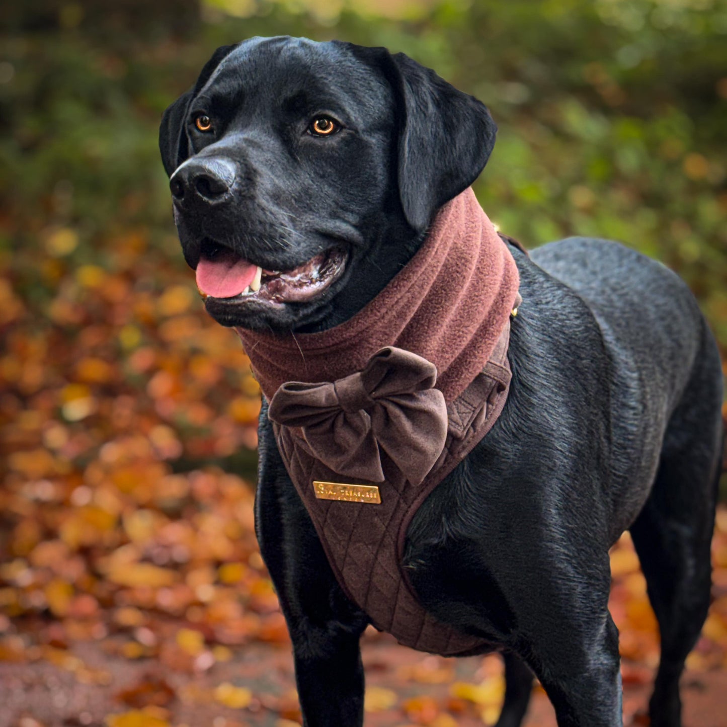 Chocolat Veloute Velvet - Build Your Own Harness Bundle