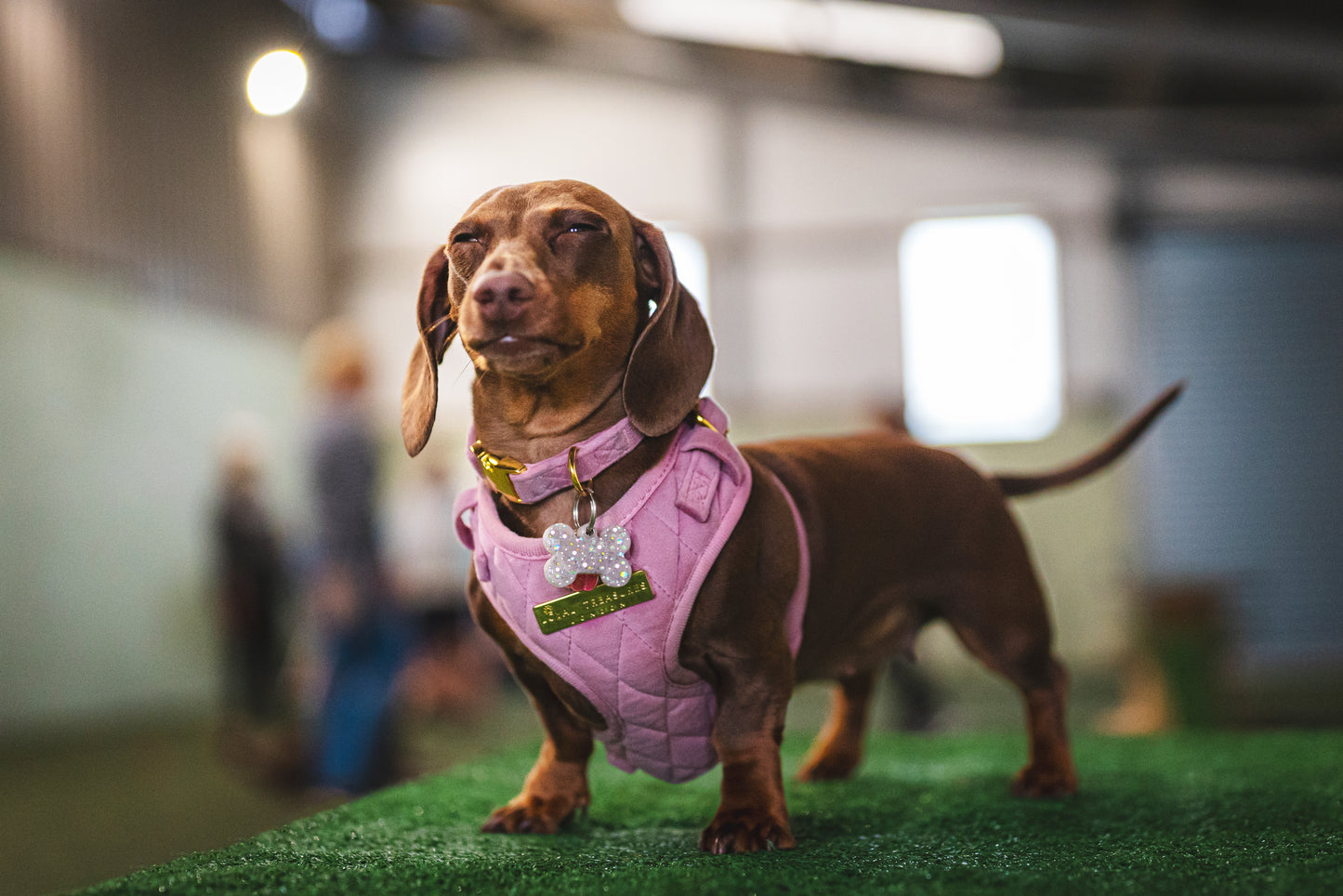 Loyal Treasures Clearance Sale - Harness / Lead / Collars