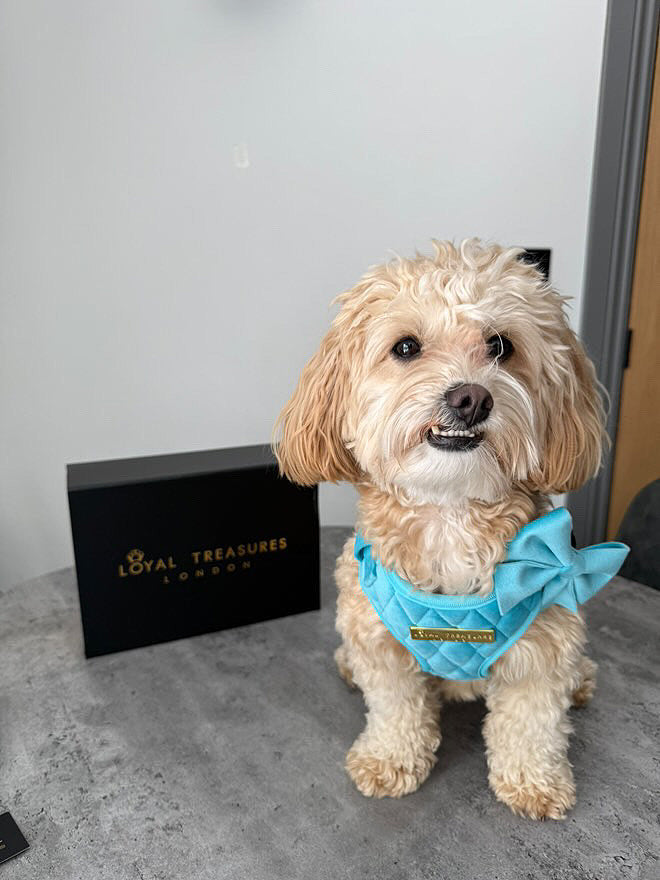 Crystal Blue Velvet - Build Your Own Harness Bundle