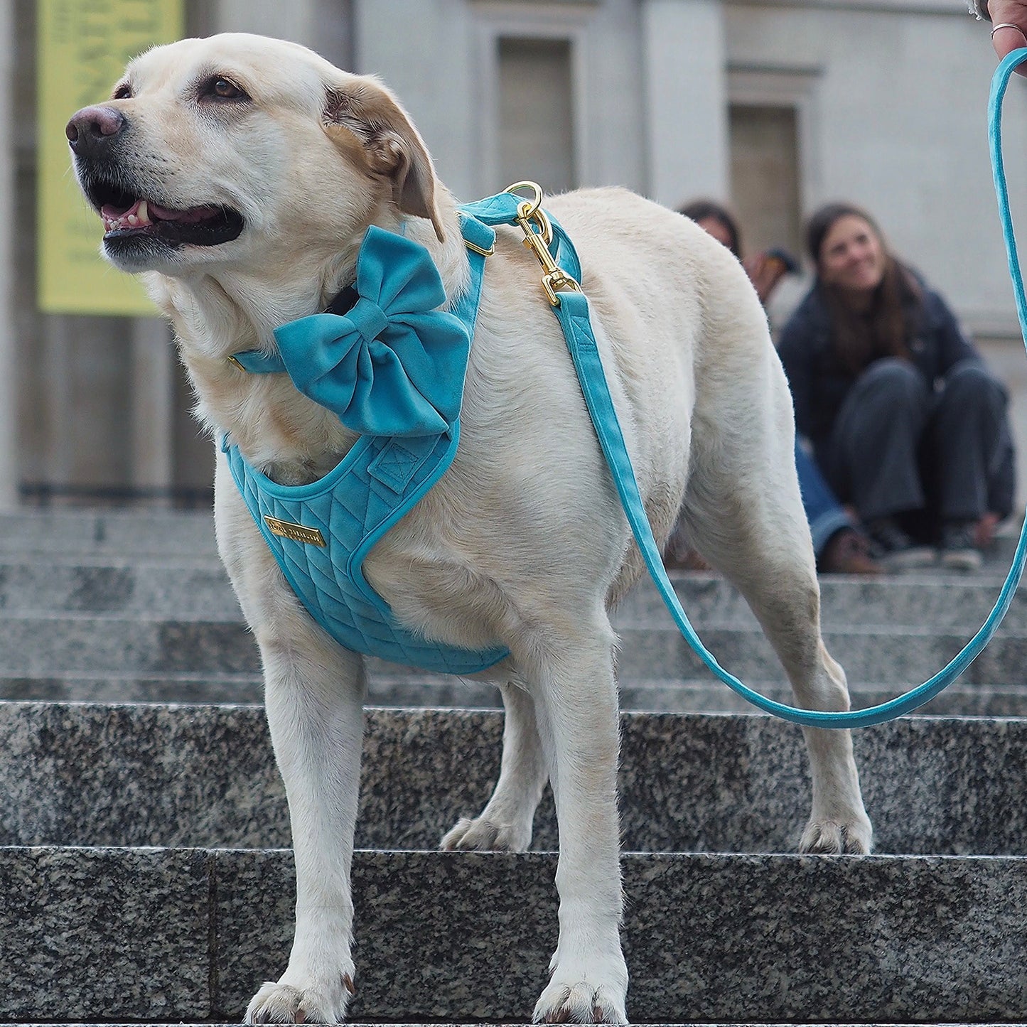 Loyal Treasures - Clearance Harness