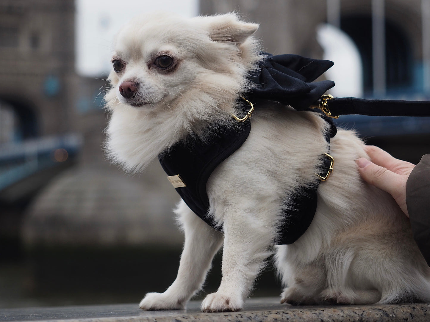 The London Dog Model Experience By Loyal Treasures (Model Experience Package)