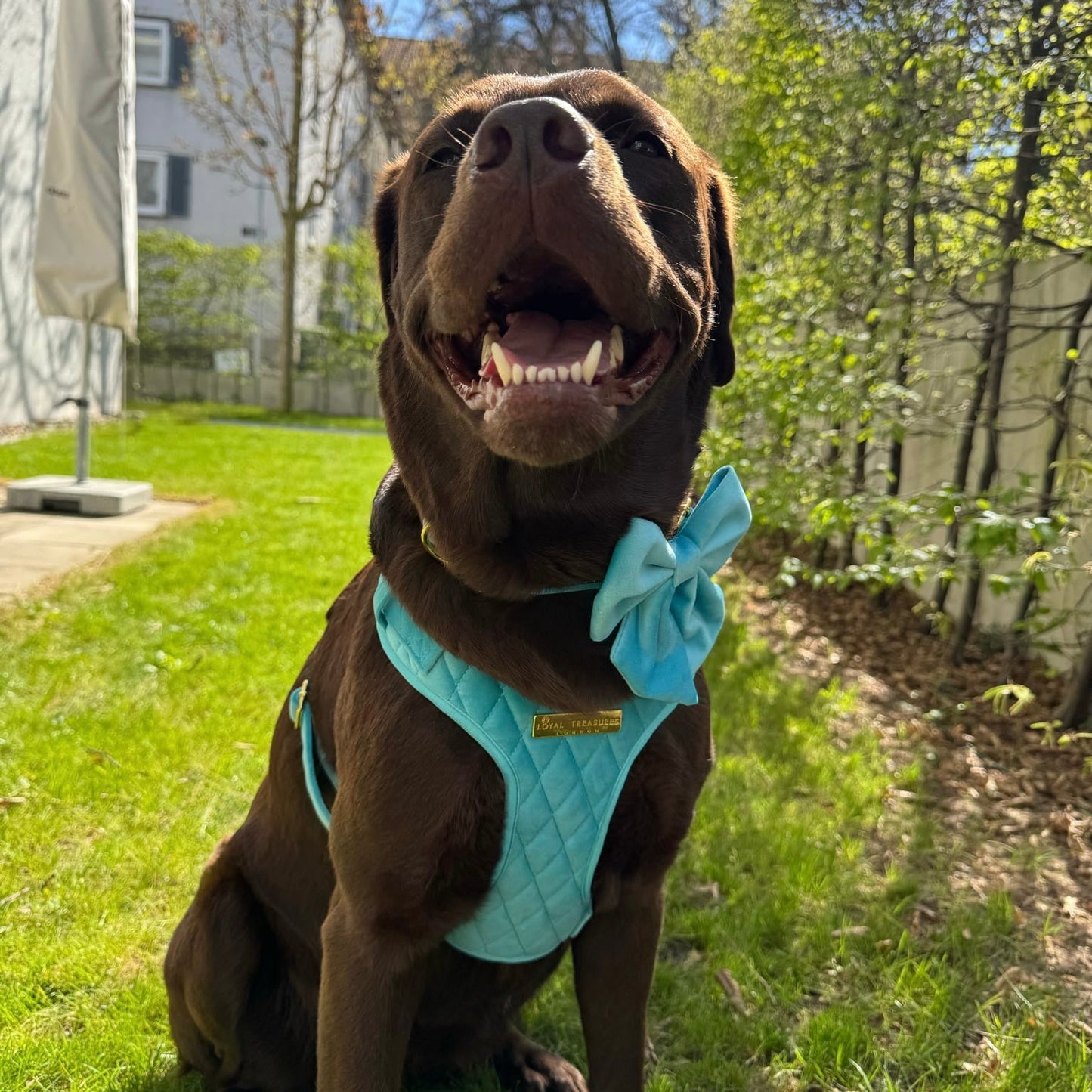 Crystal Blue Velvet - Build Your Own Harness Bundle