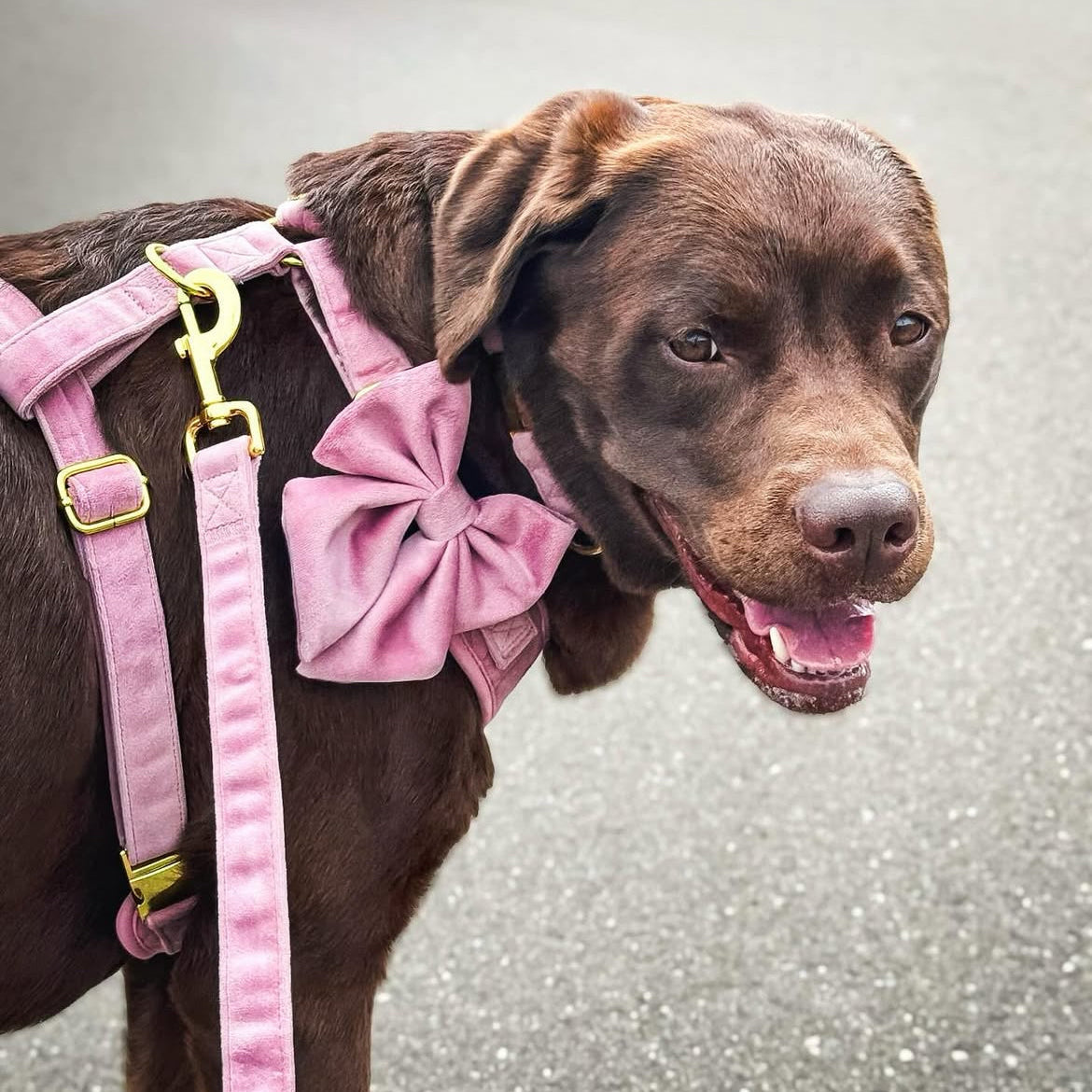 Pretty in Pink Velvet - Build Your Own Harness Bundle