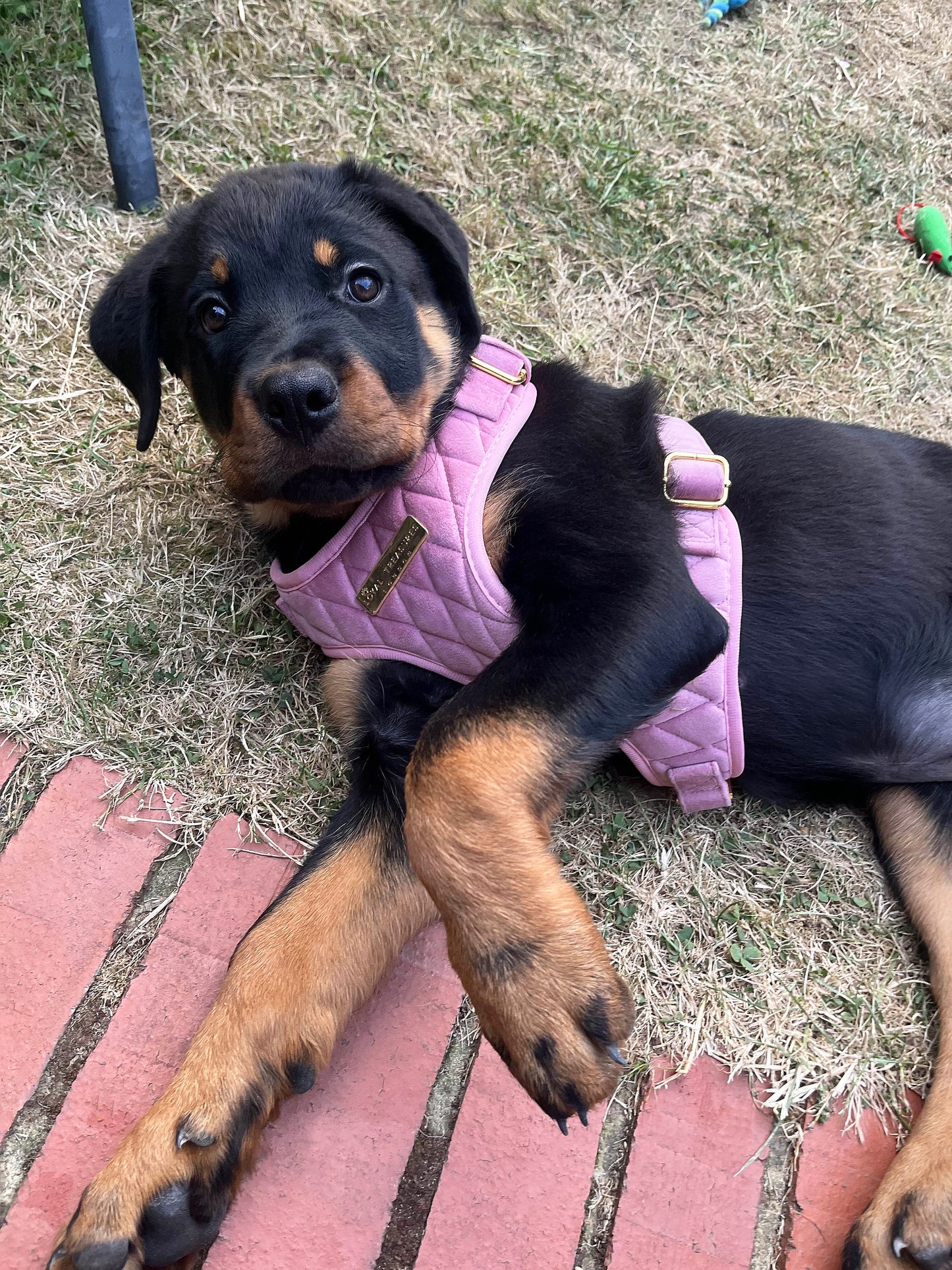 Loyal Treasures Clearance Sale - Harness / Lead / Collars