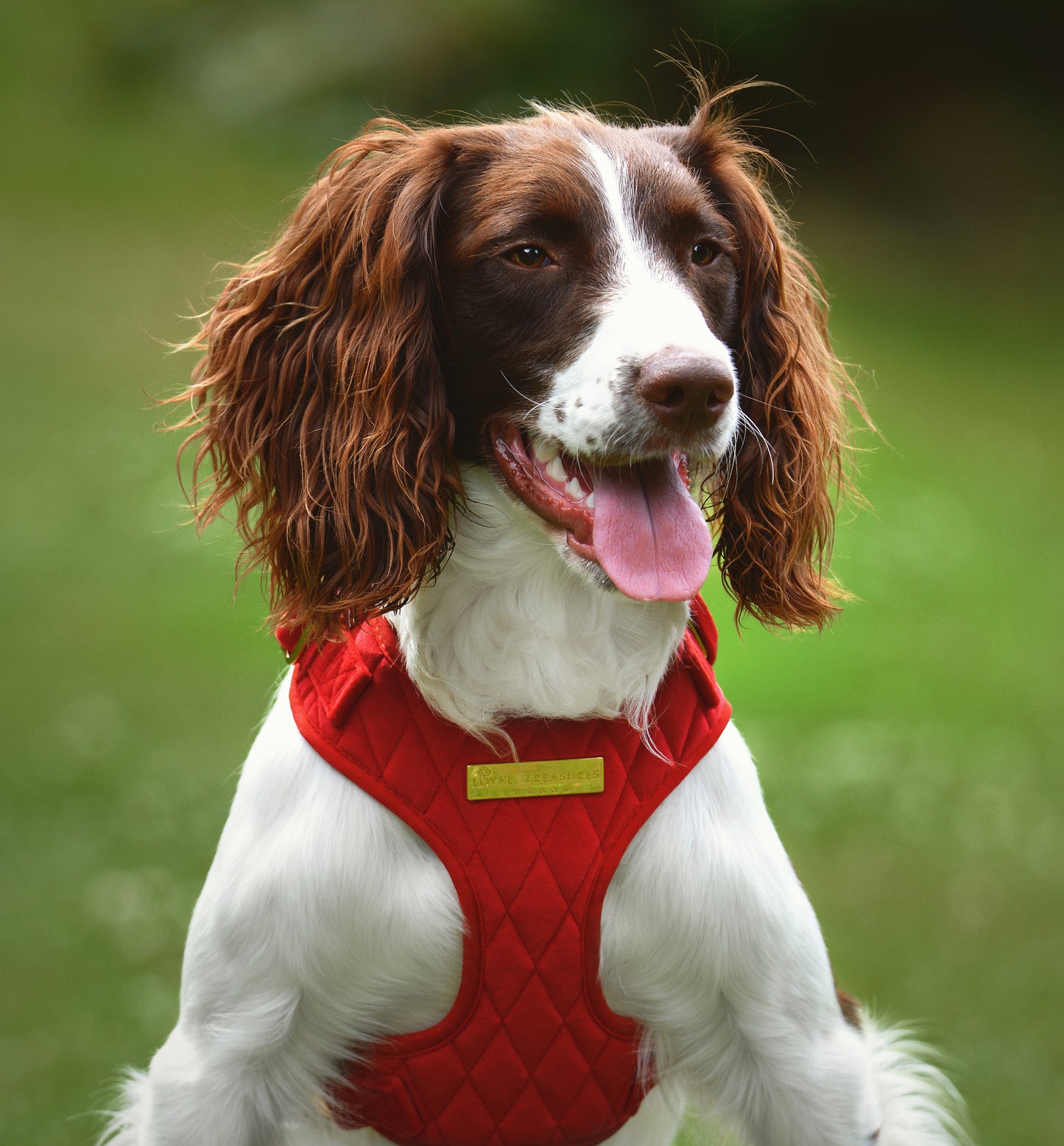 Royal Red Velvet - Build Your Own Harness Bundle