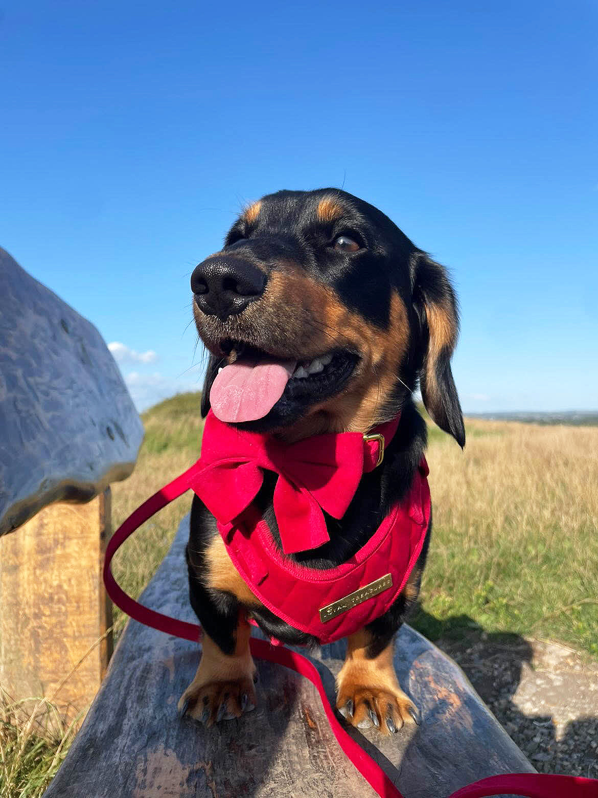 Royal Red Velvet Adjustable Neck Harness, Lead, Collar, Poop Bag, Bow Tie Bundle