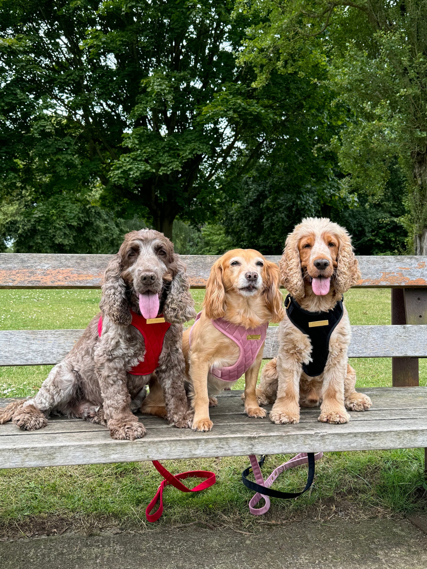 Loyal Treasures Clearance Sale - Harness / Lead / Collars