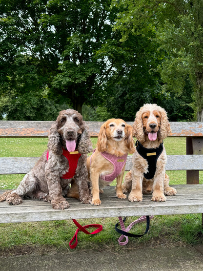 Loyal Treasures Clearance Sale - Harness / Lead / Collars