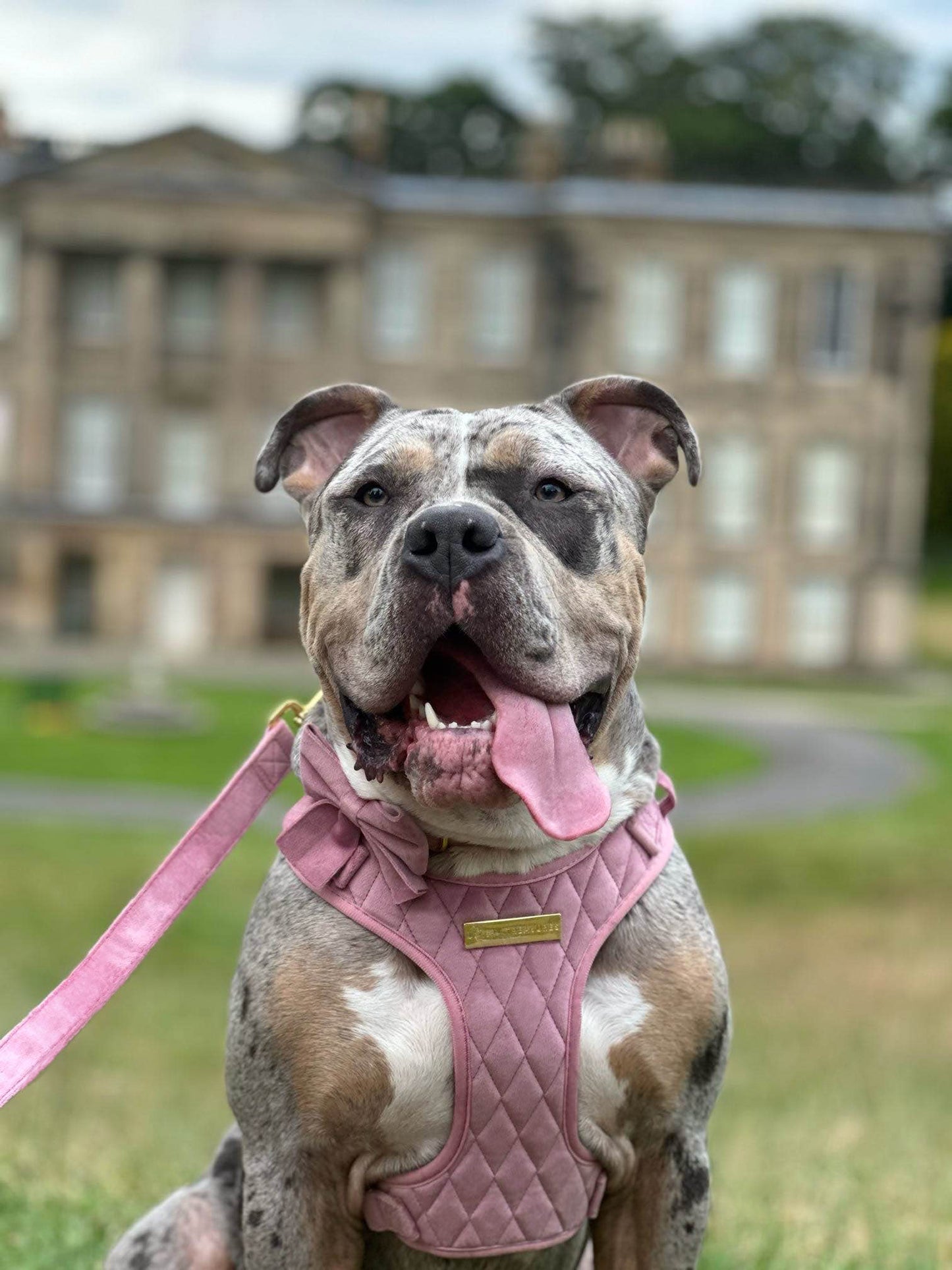 Pretty in Pink Velvet Adjustable Neck Harness, Lead & Collar Bundle