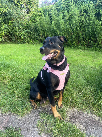 Loyal Treasures Clearance Sale - Harness / Lead / Collars