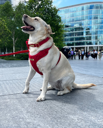 Loyal Treasures Clearance Sale - Harness / Lead / Collars