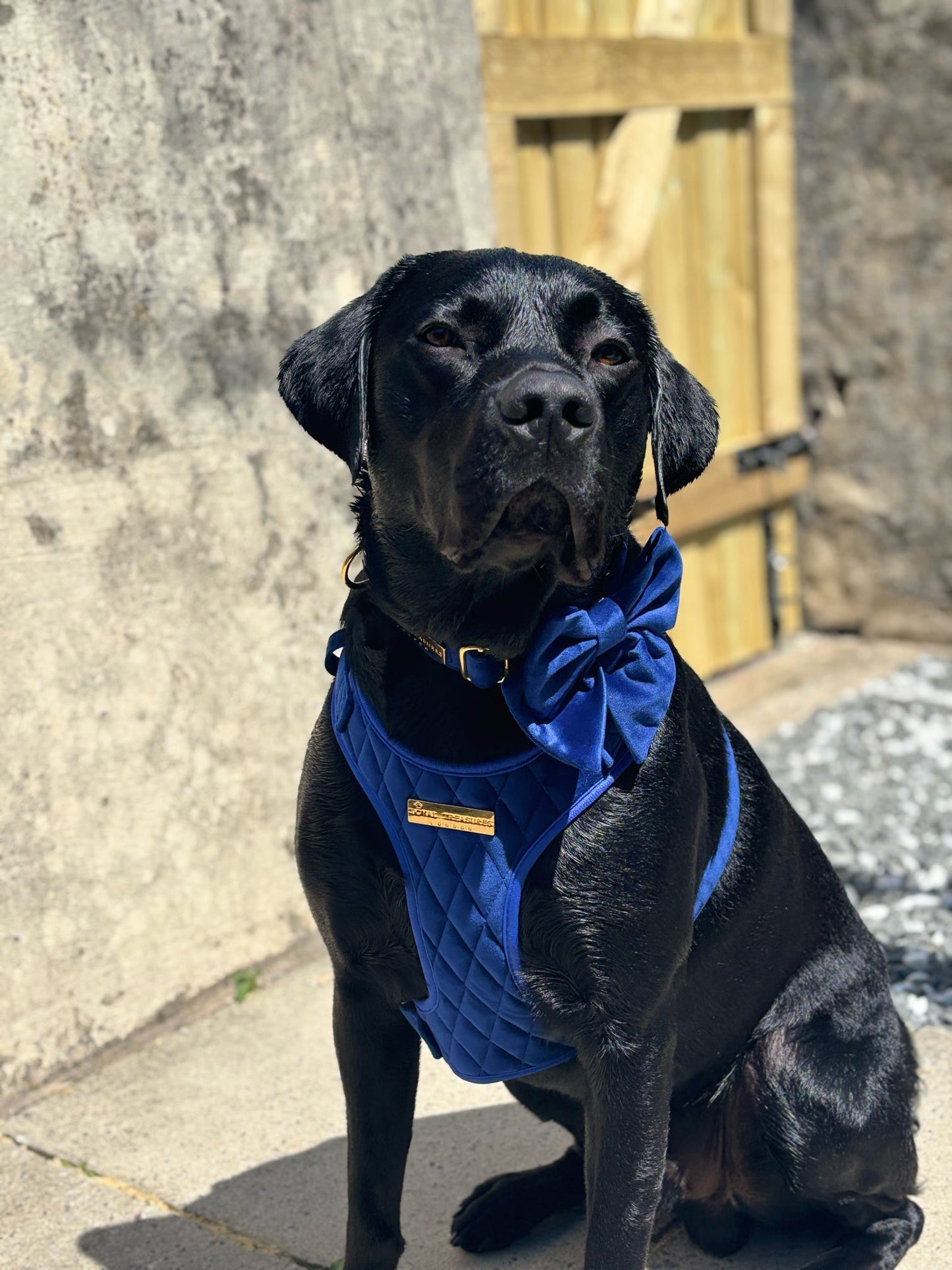 Blue Moon Velvet - Build Your Own Harness Bundle
