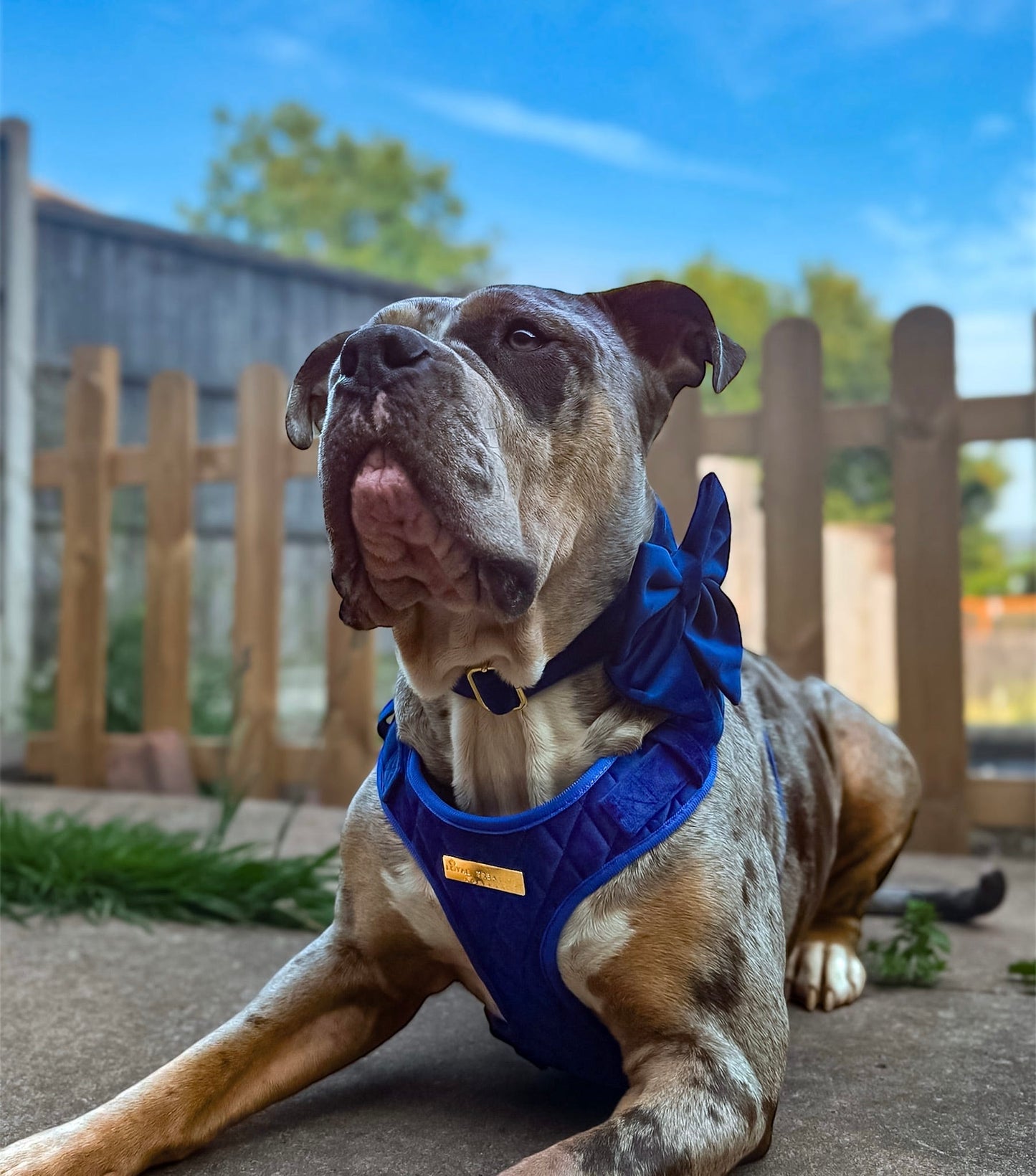 Blue Moon Velvet - Build Your Own Harness Bundle