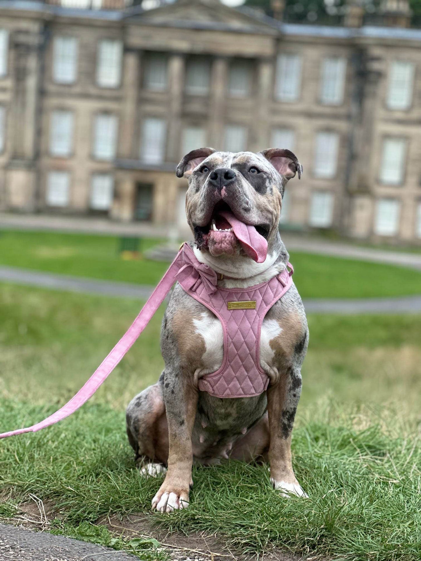 Pretty in Pink Velvet Adjustable Neck Harness & Lead Bundle