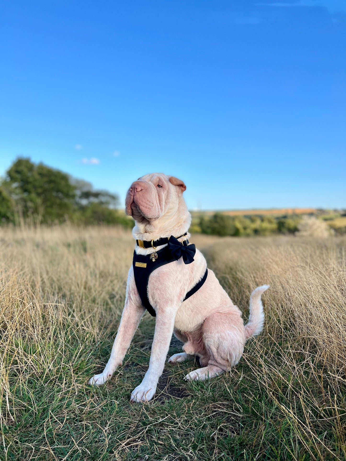 Boujee Black Velvet Harness, Lead, Collar, Poop Bag, Bow Tie Bundle