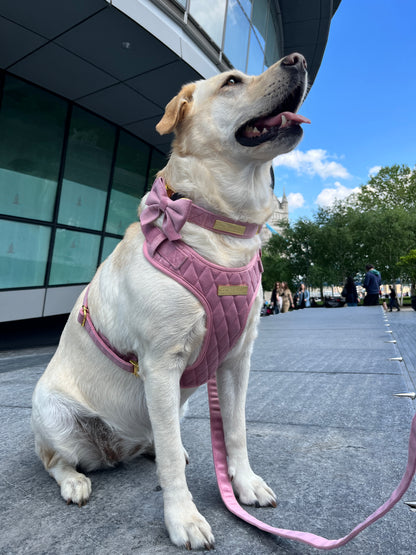 Pretty in Pink Velvet Adjustable Neck Harness, Lead & Collar Bundle