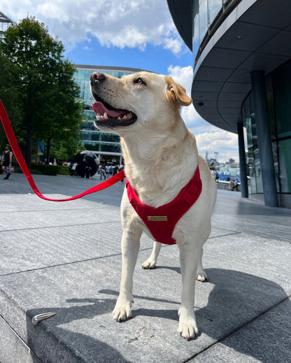 Royal Red Velvet Adjustable Neck Harness