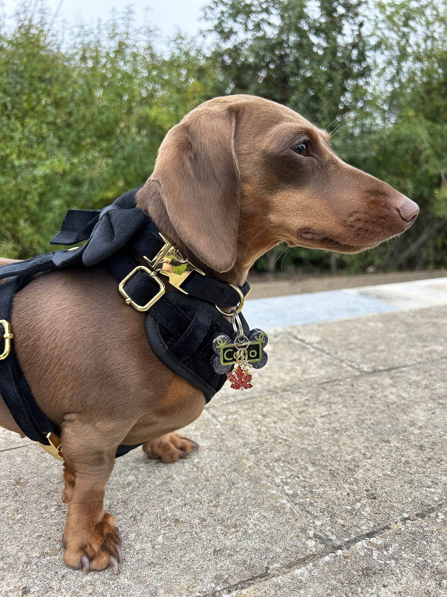 Boujee Black Velvet Harness, Lead, Collar, Poop Bag, Bow Tie Bundle