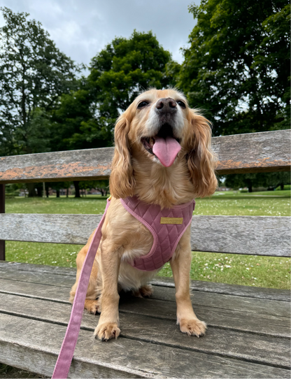 Pretty in Pink Velvet Adjustable Neck Harness