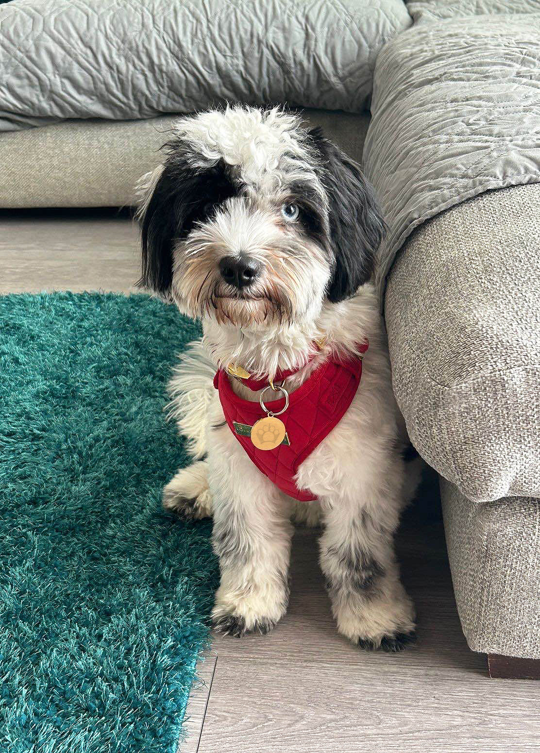 Royal Red Velvet Adjustable Neck Harness