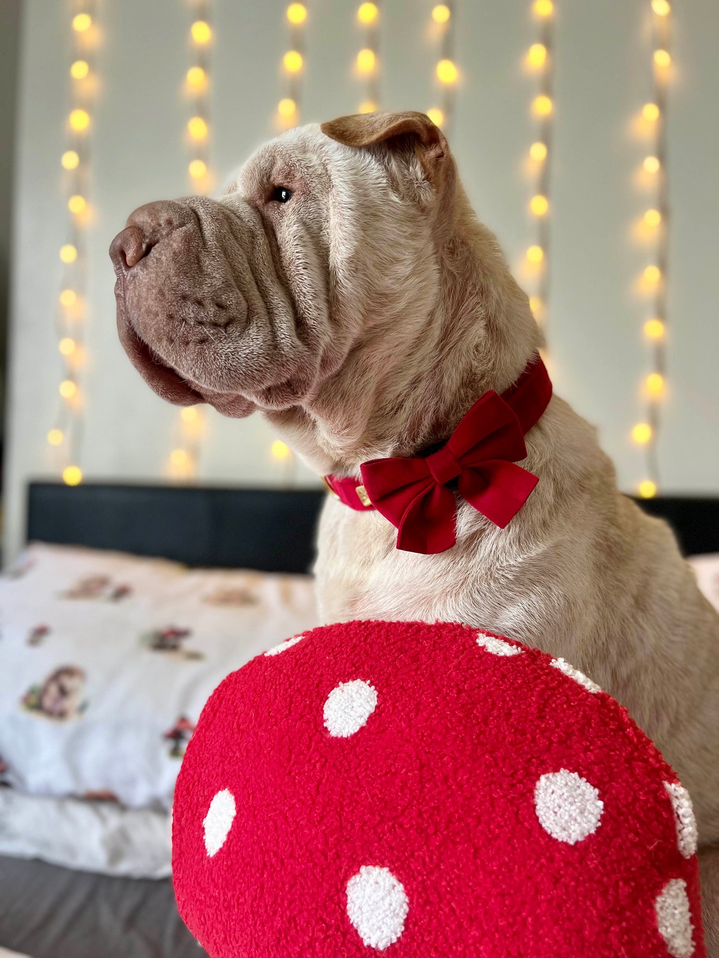 Royal Red Velvet Collar