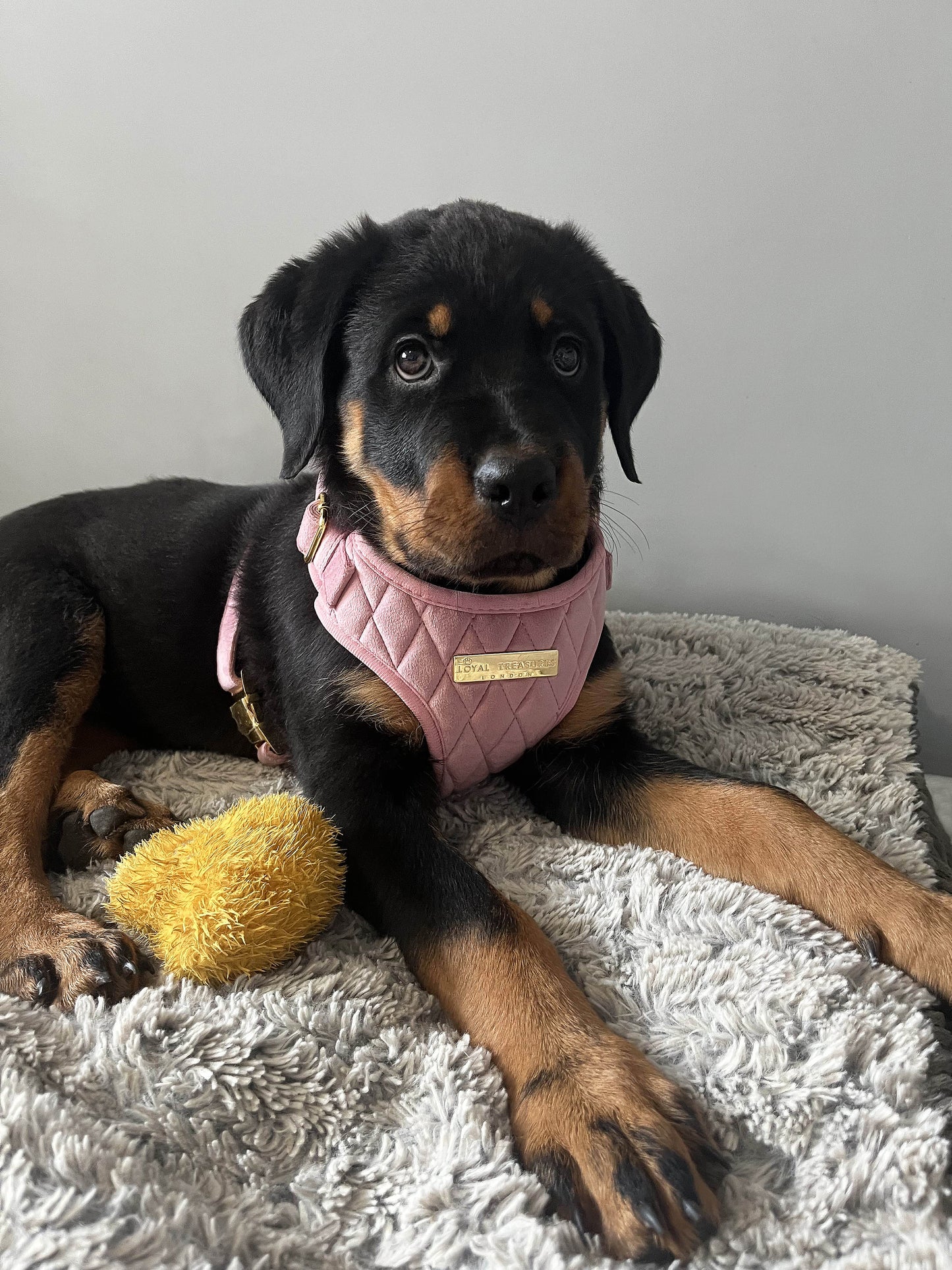 Pretty in Pink Velvet Adjustable Neck Harness & Lead Bundle