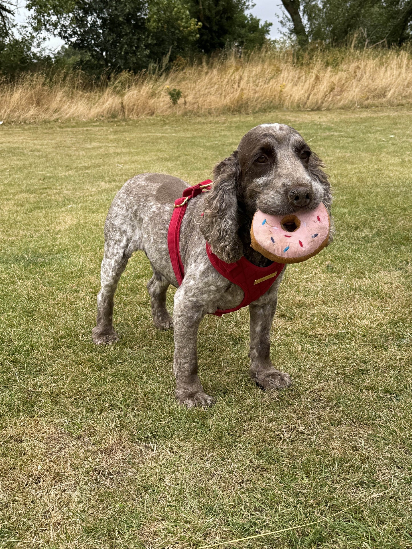 Royal Red Velvet Adjustable Neck Harness