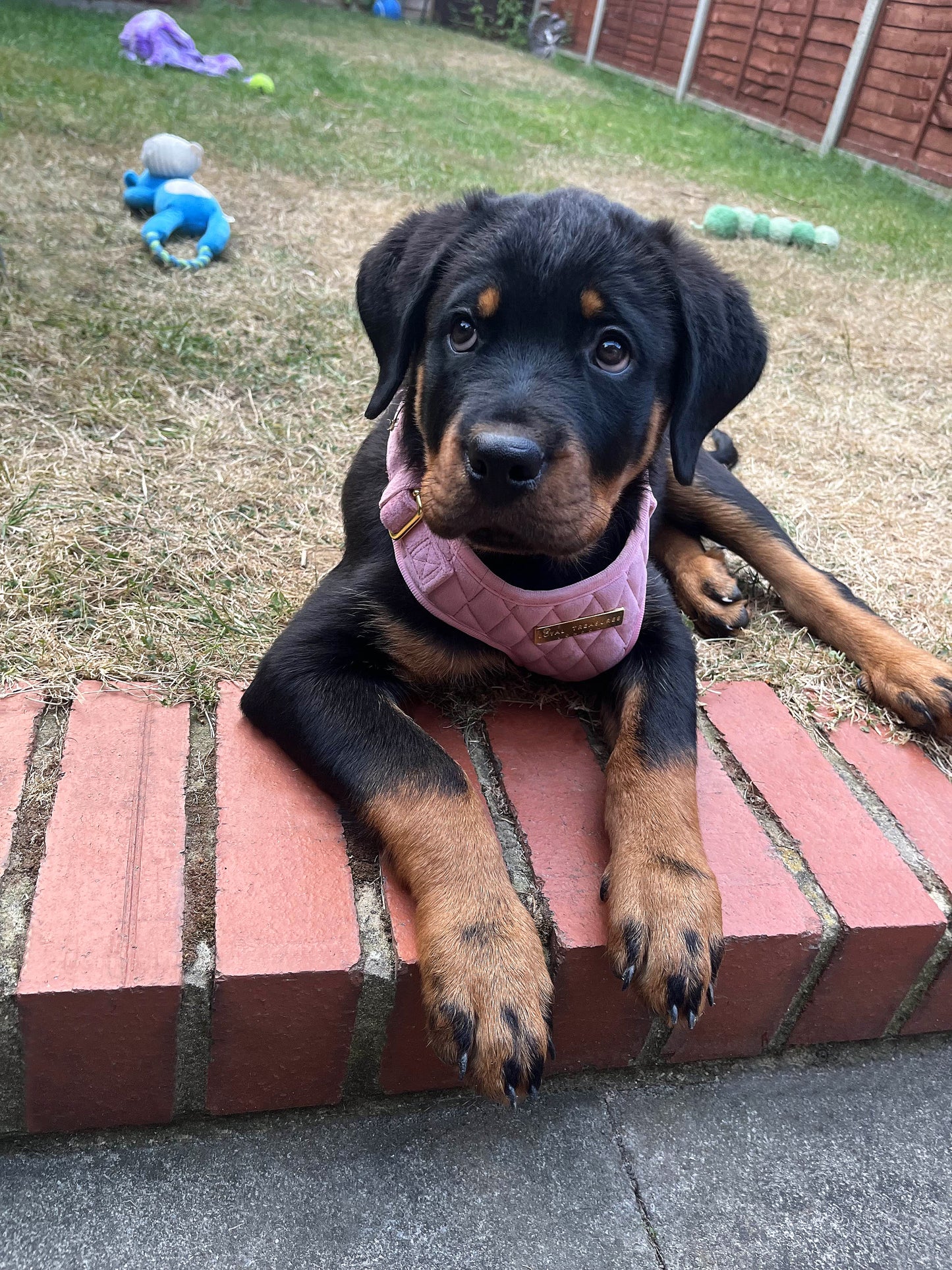 Pretty in Pink Velvet Adjustable Neck Harness