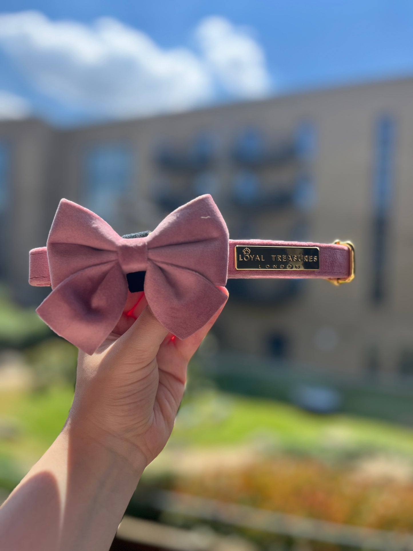 Pretty in Pink Velvet Collar