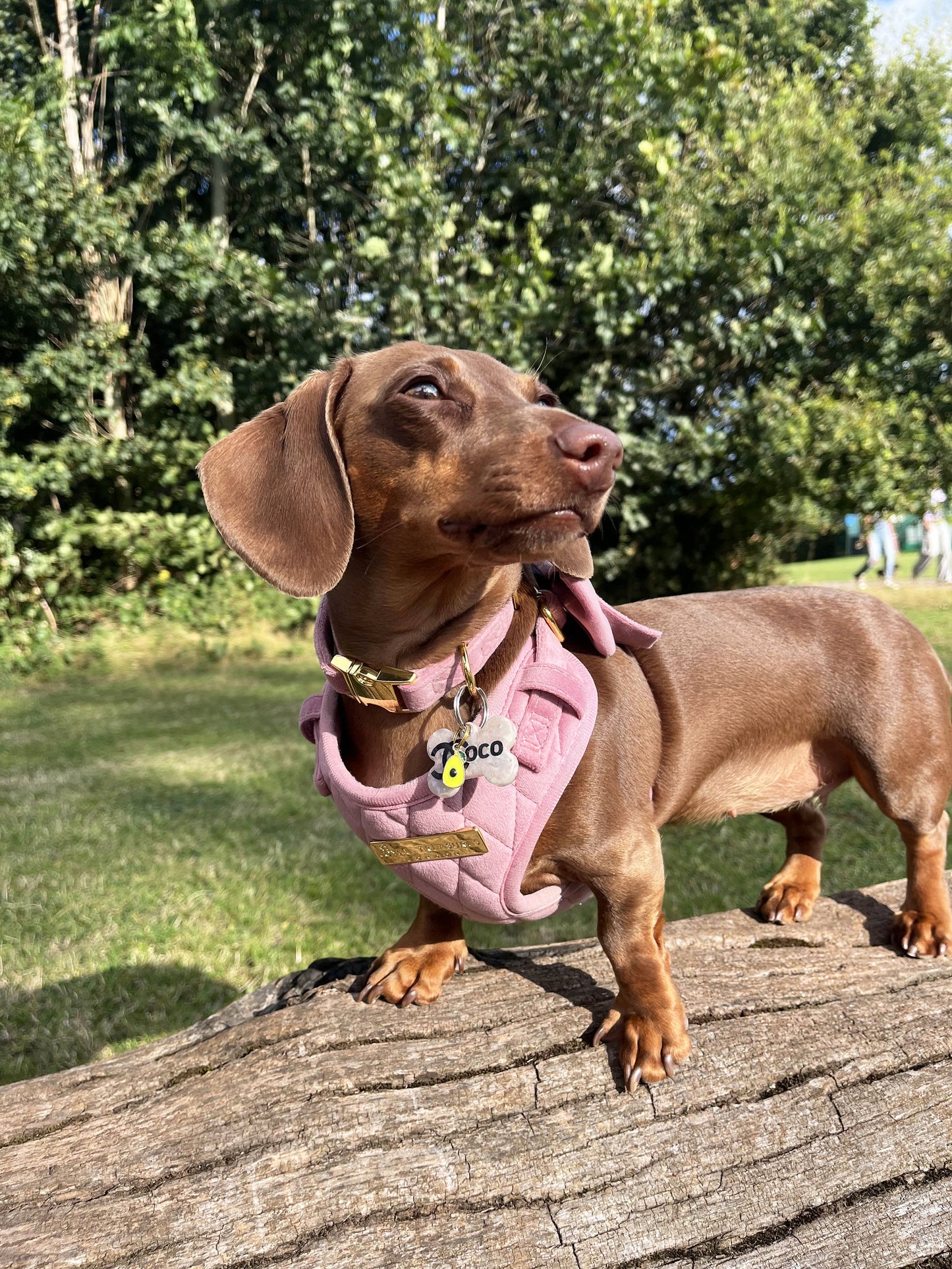 Pretty in Pink Velvet Harness, Lead, Collar, Poop Bag, Bow Tie Bundle