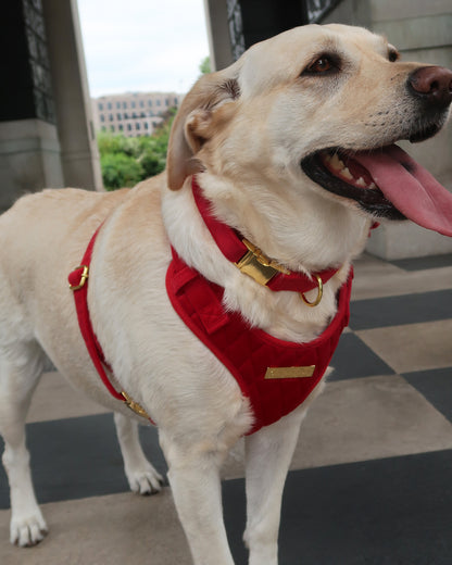 Royal Red Velvet Adjustable Neck Harness, Lead, Collar, Poop Bag, Bow Tie Bundle