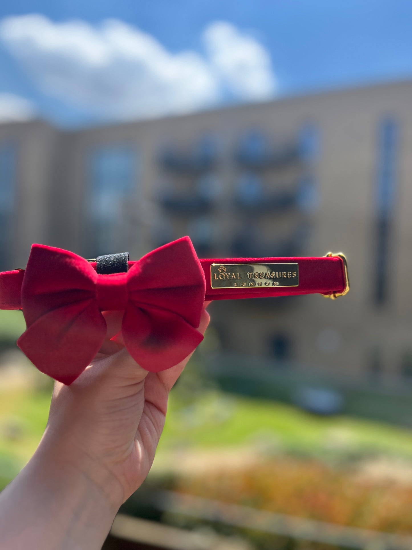 Royal Red Velvet Collar