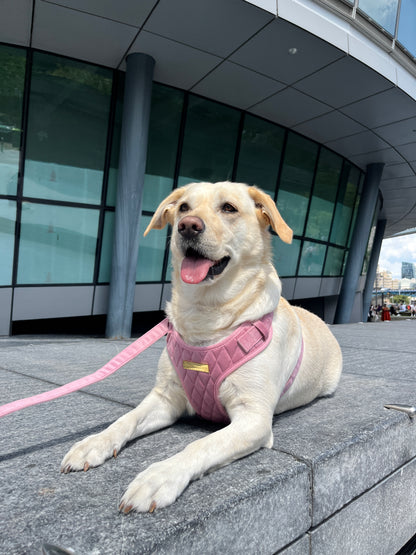 Pretty in Pink Velvet Adjustable Neck Harness